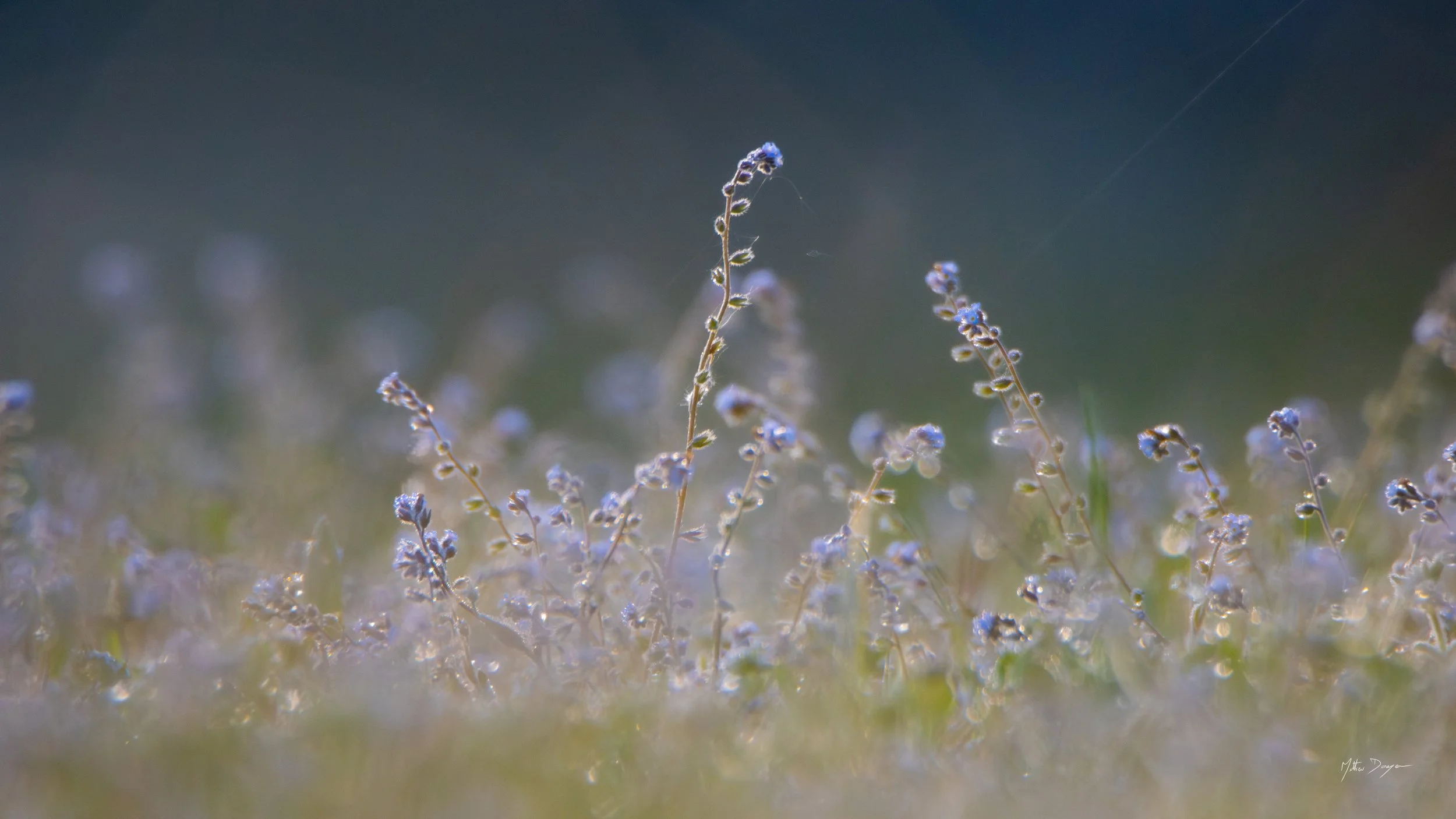 Myosotis dans la lumière.jpg