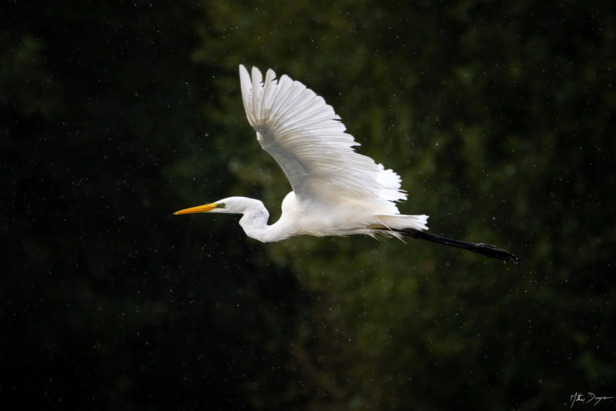Grande aigrette sous la pluie.jpg