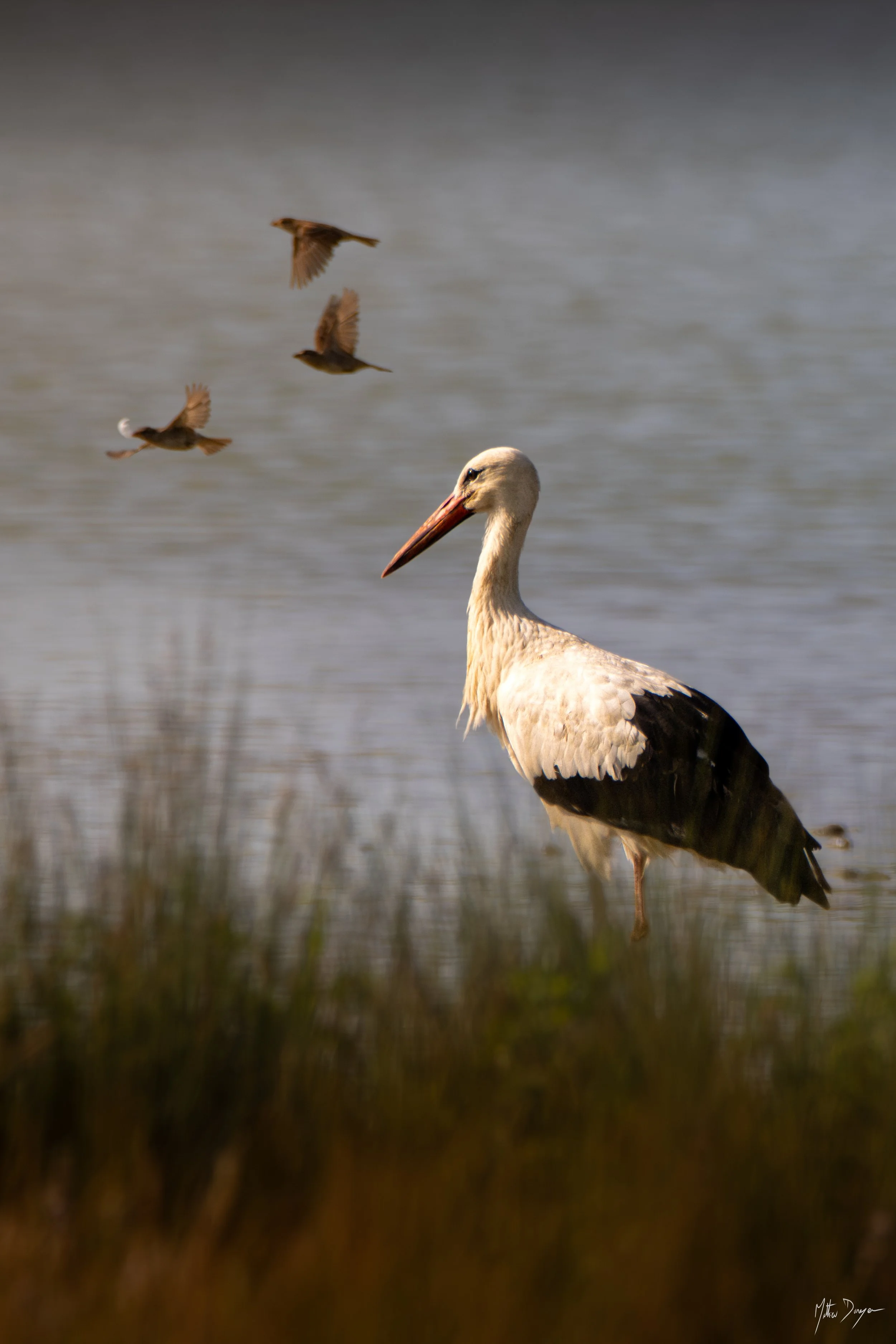 Cigogne blanche et envol de moineau.jpg
