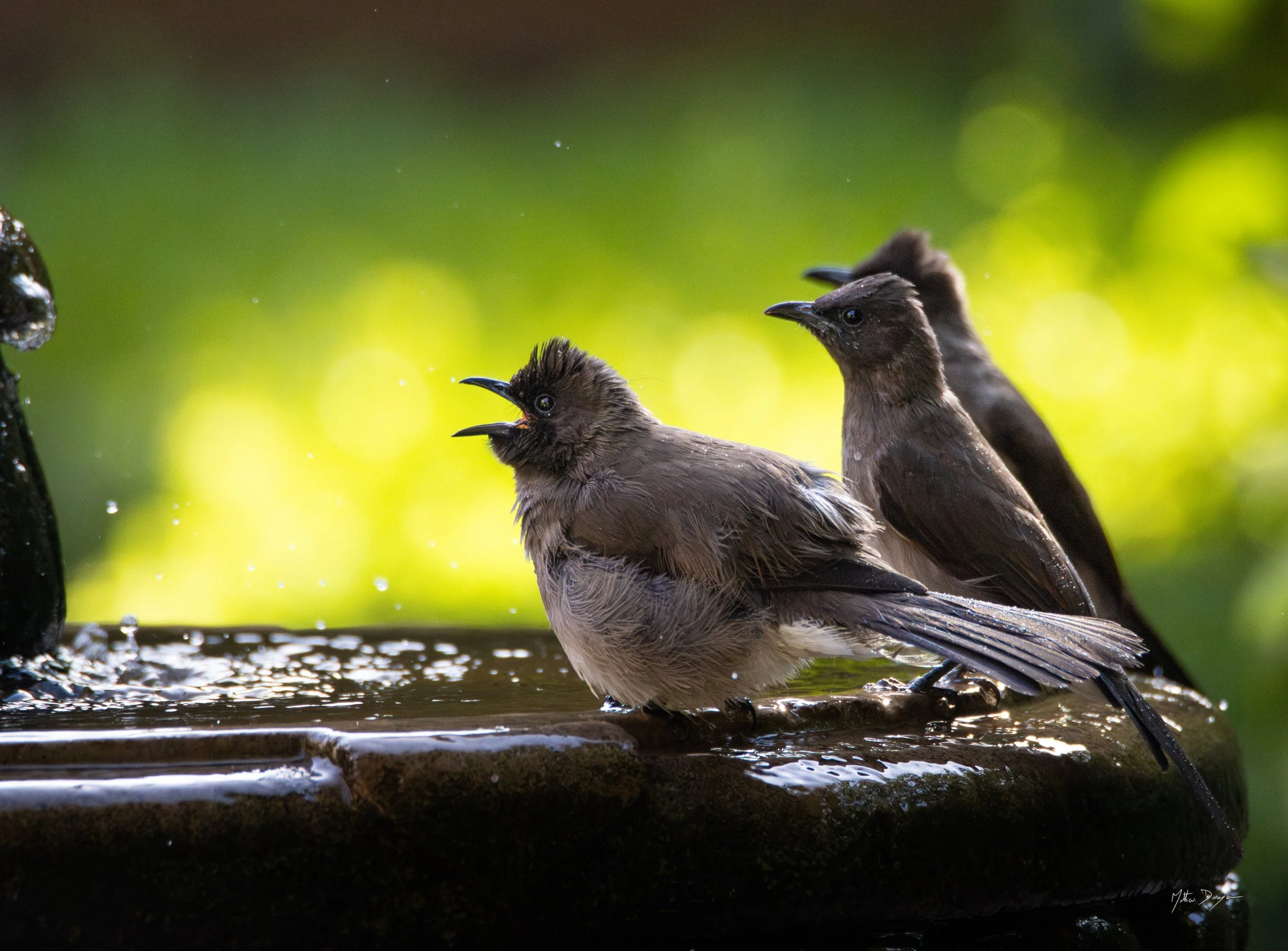Bulbul des jardins.jpg