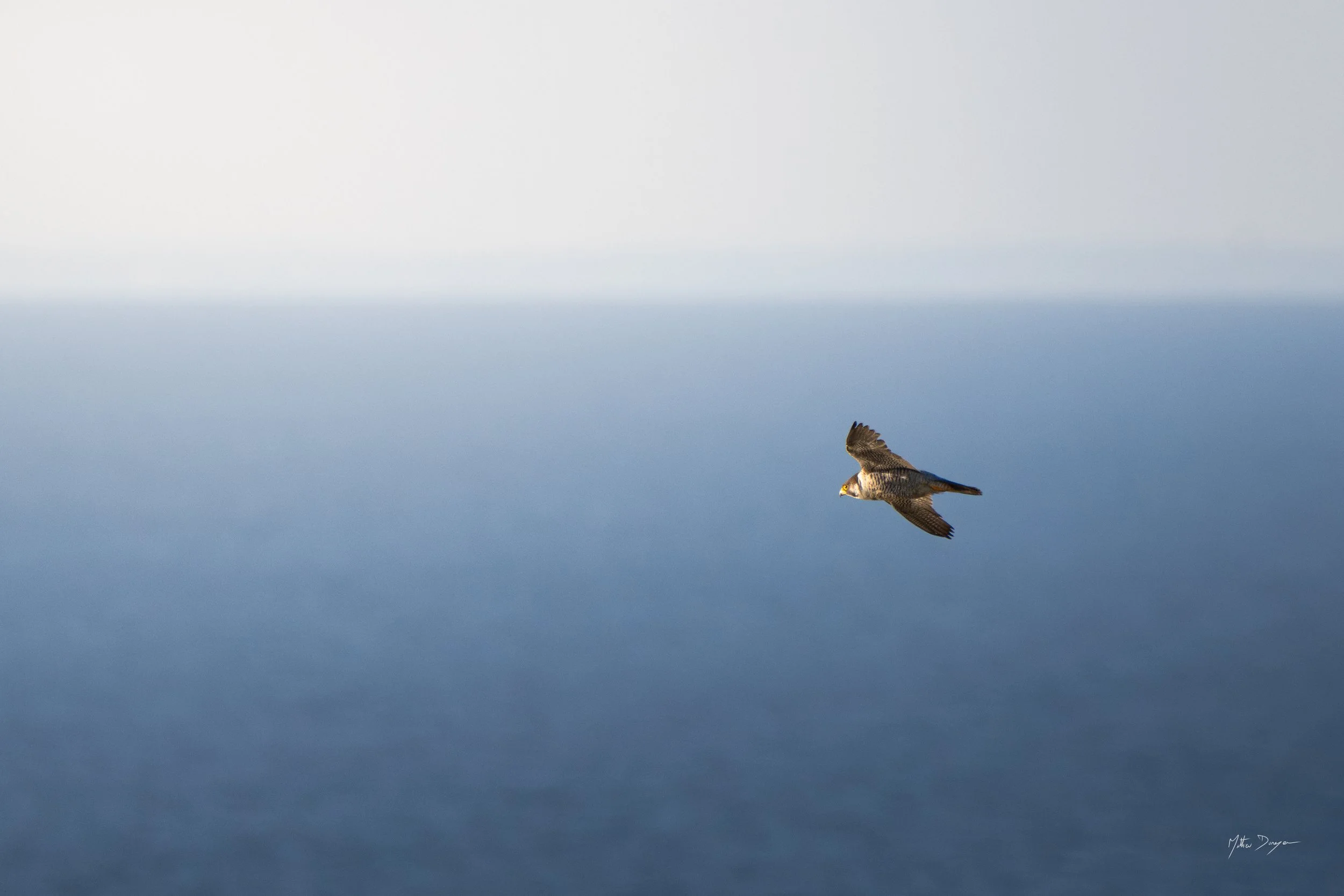 Faucon pélerin au large.jpg