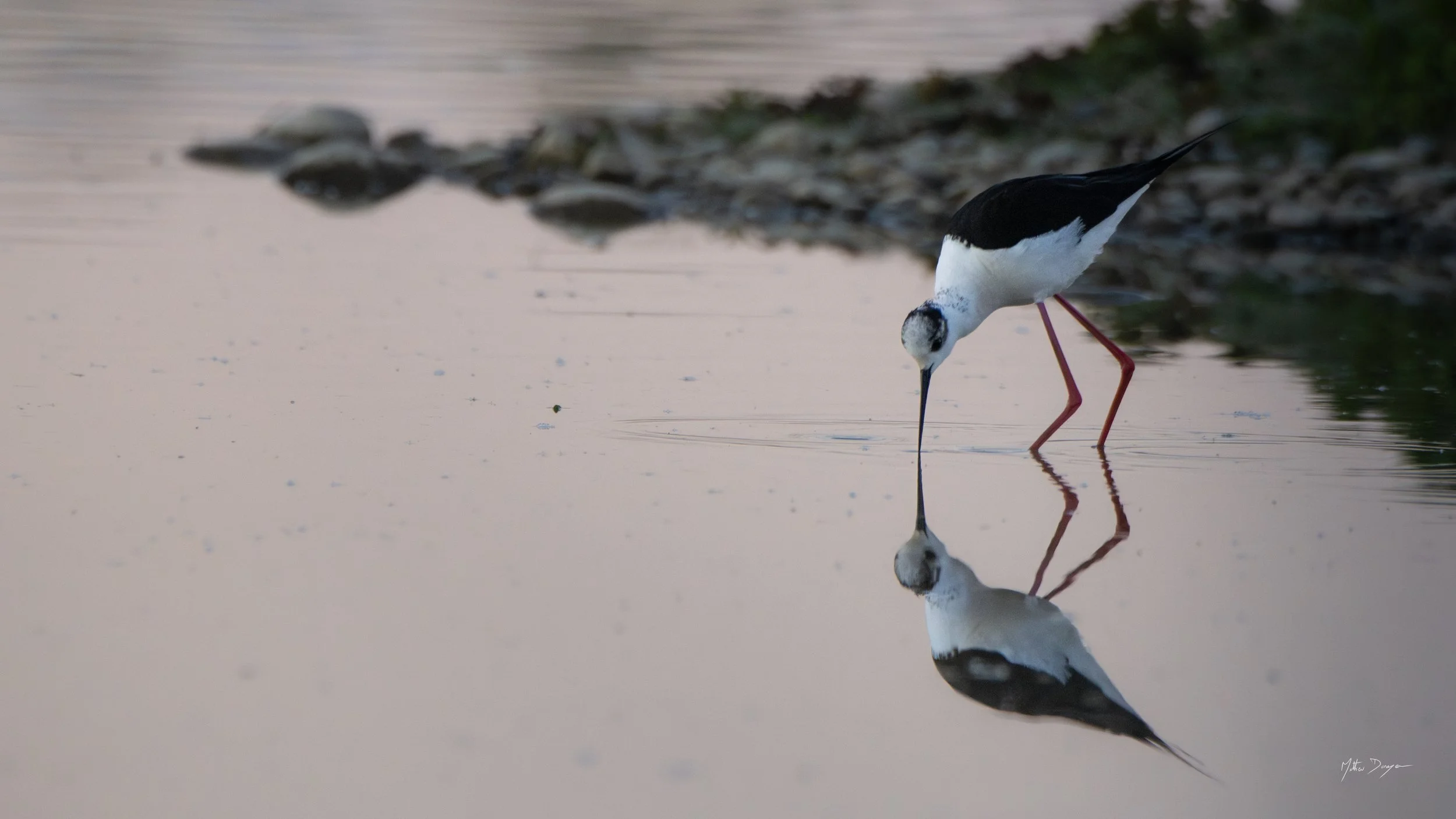 Échasse blanche et son reflet.jpg