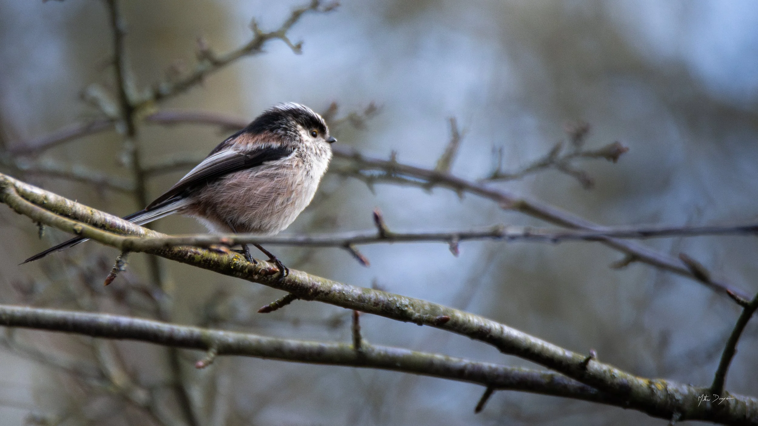Orite à longue queue.jpg