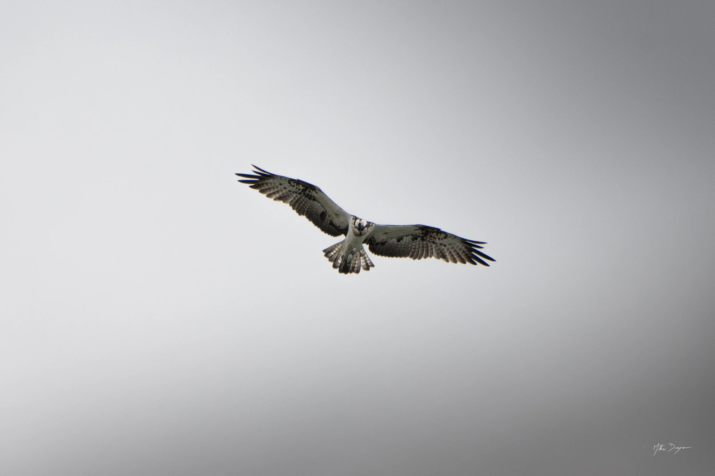 Balbuzard pêcheur.jpg