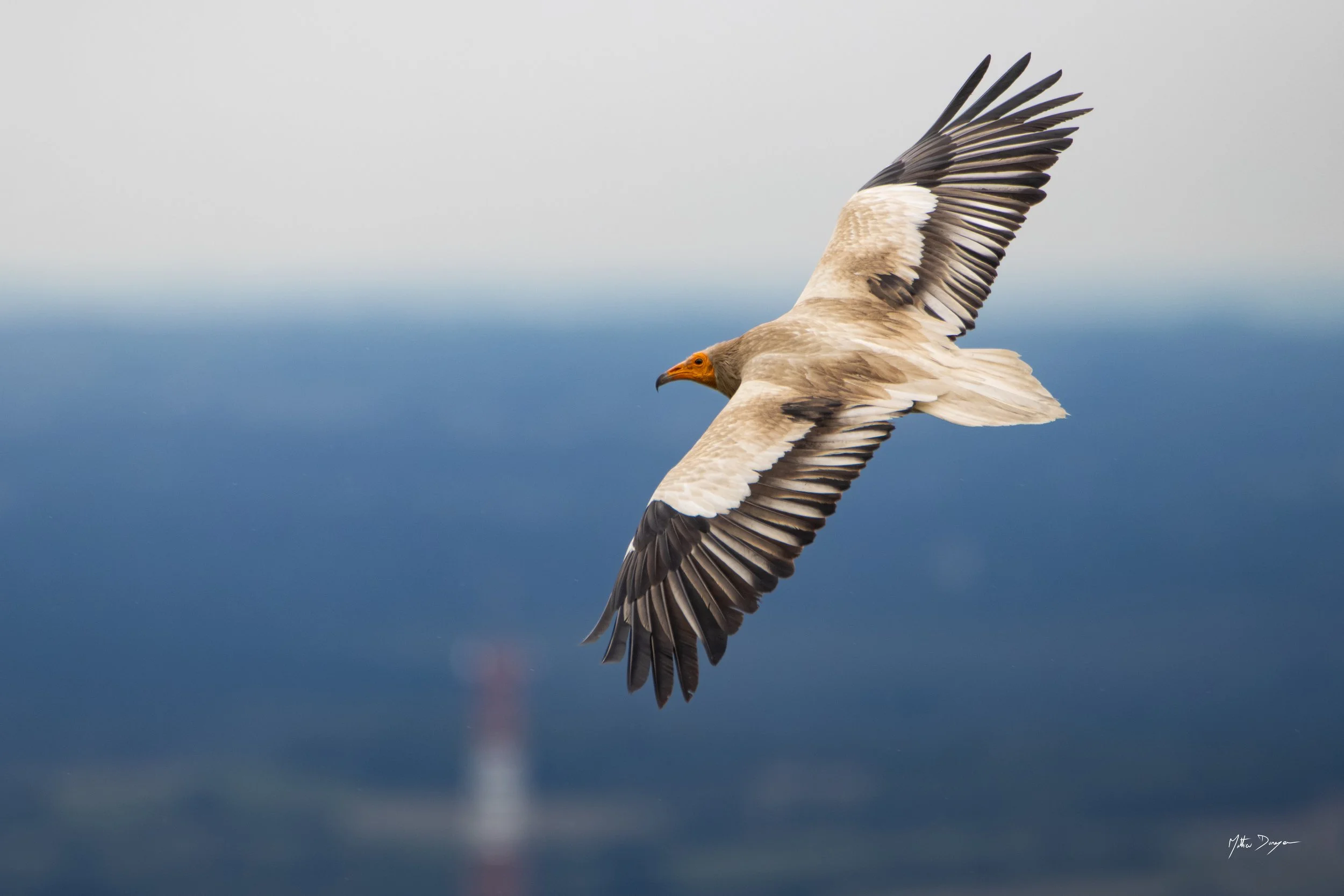 Rapaces