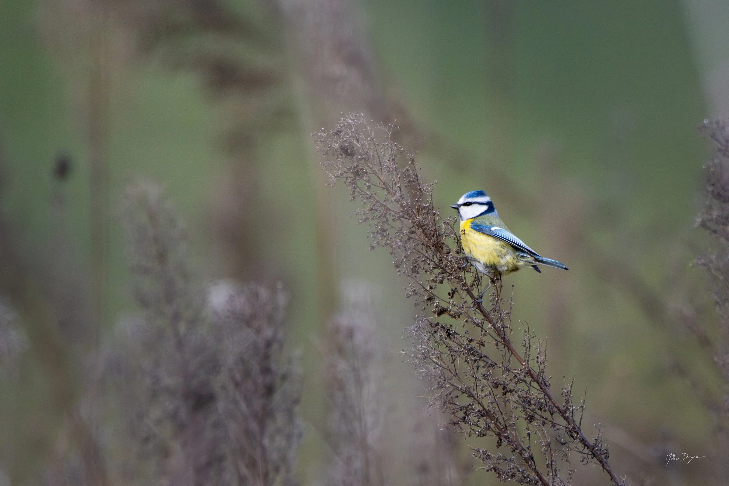 Mésange bleue dans les hautes herbes.jpg
