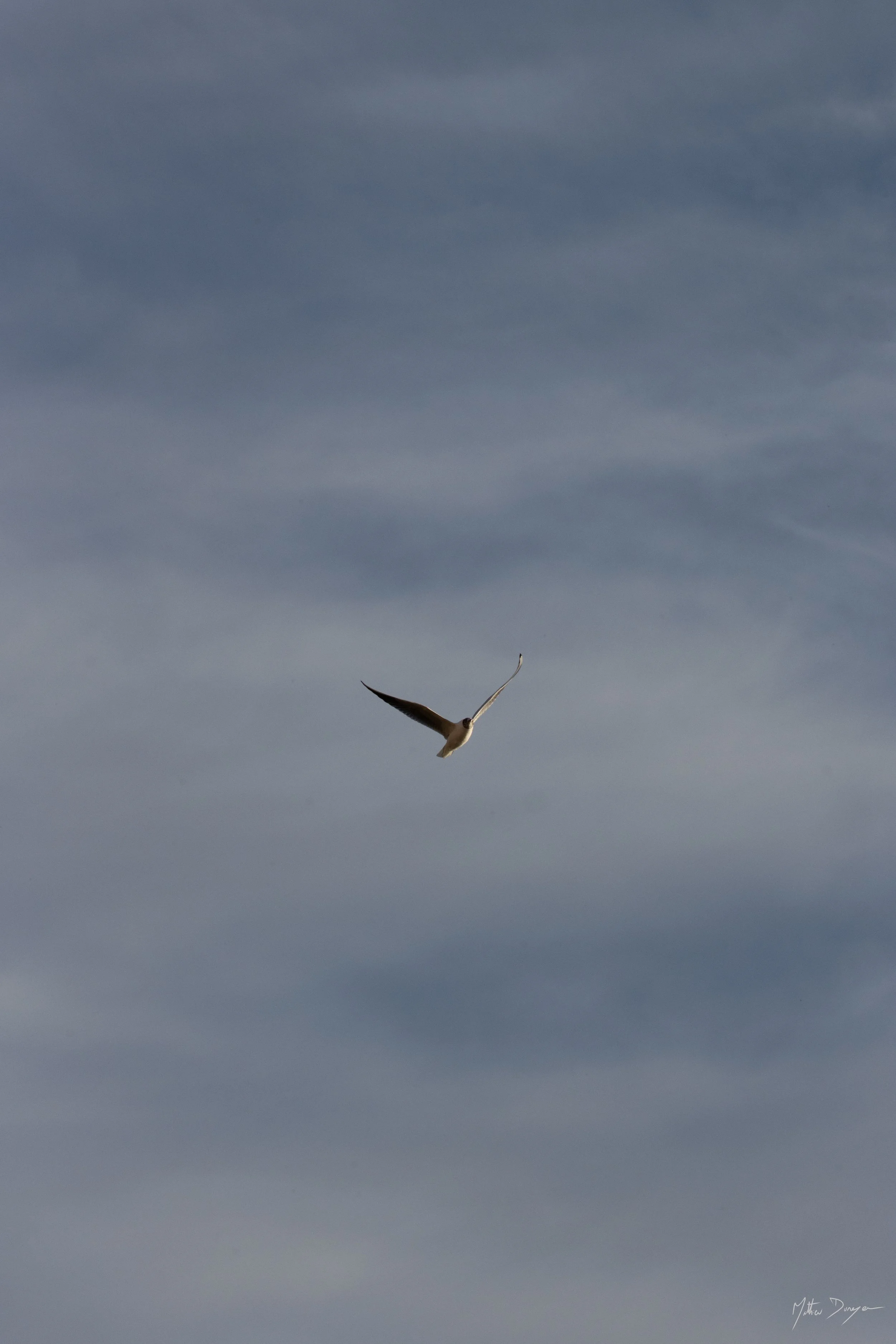 Mouette rieuse dans un beau ciel nuageux.jpg