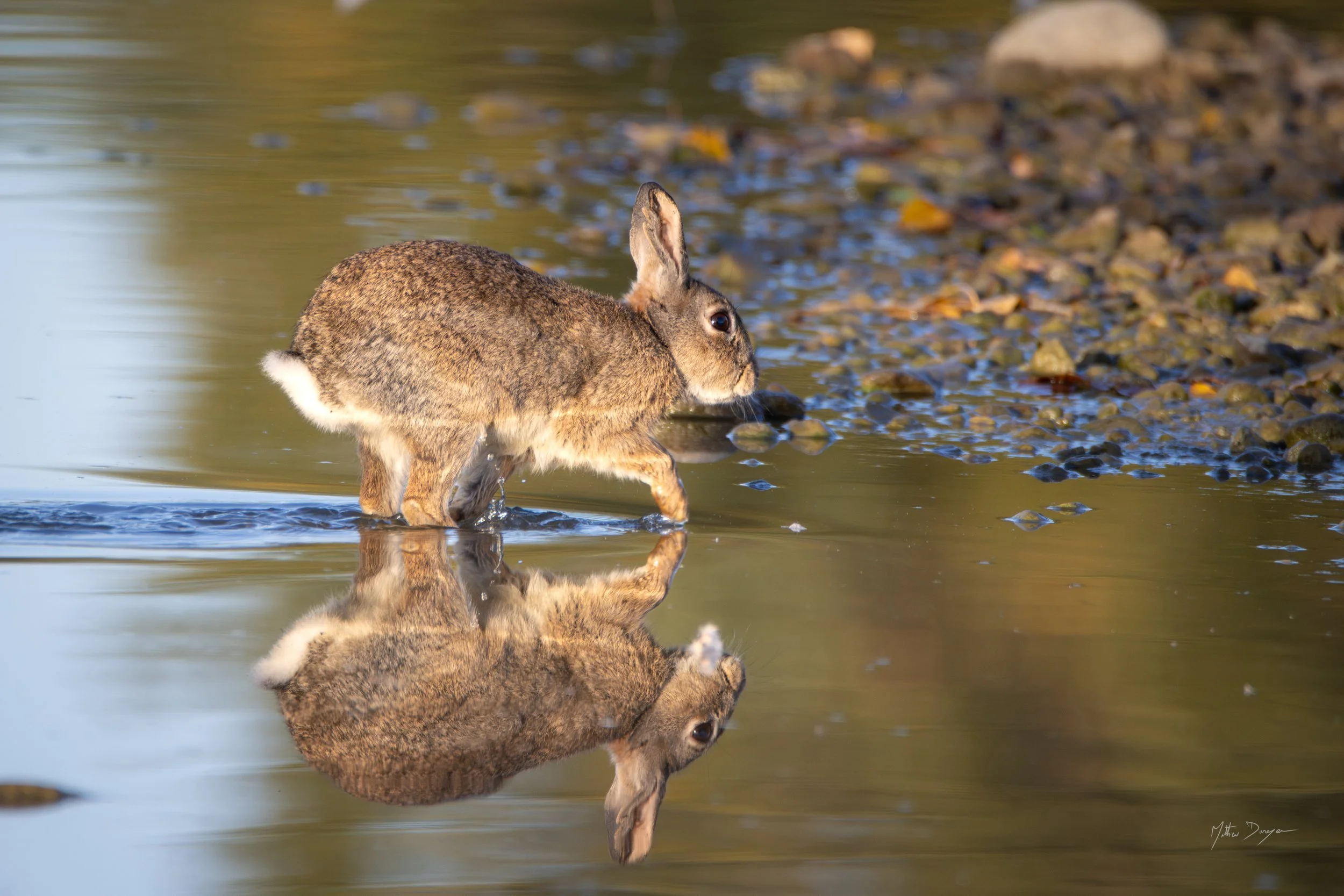 Lapin et son reflet.jpg