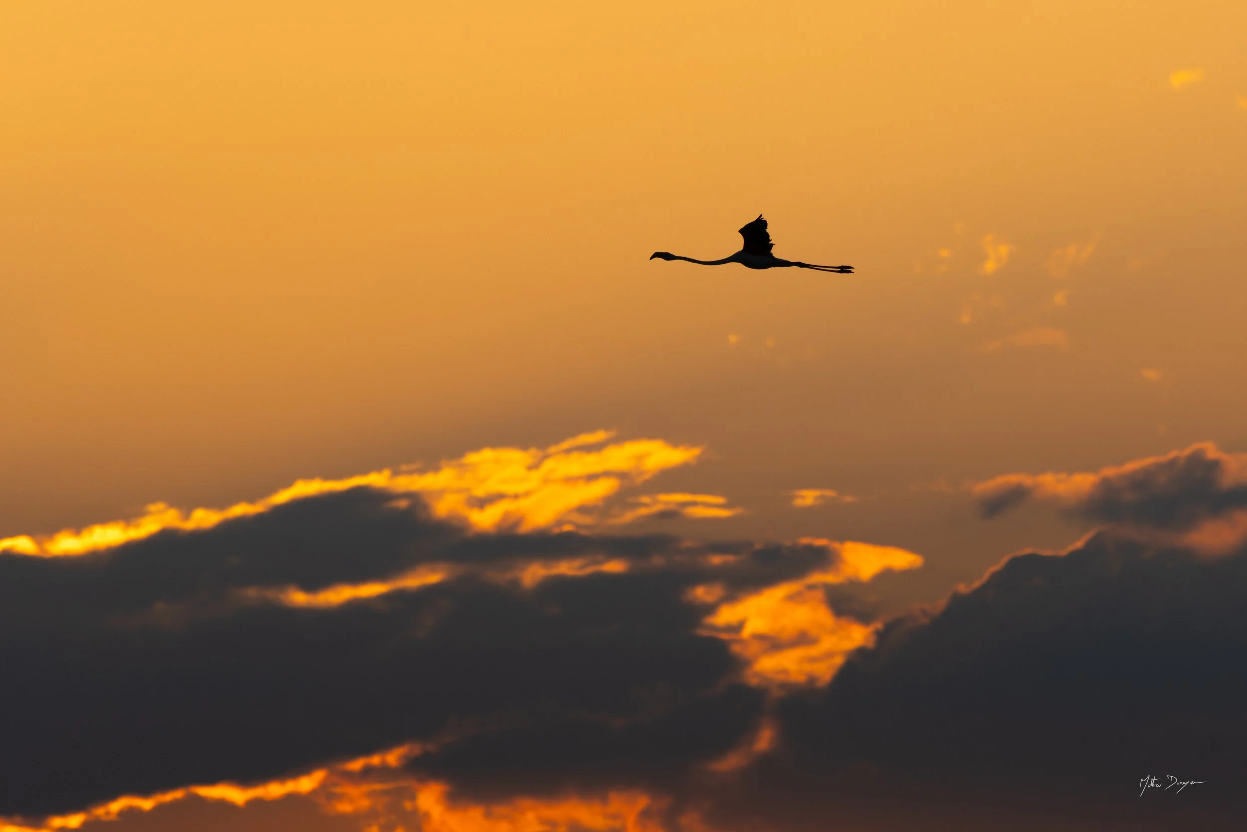 Silouhette de flamant.jpg