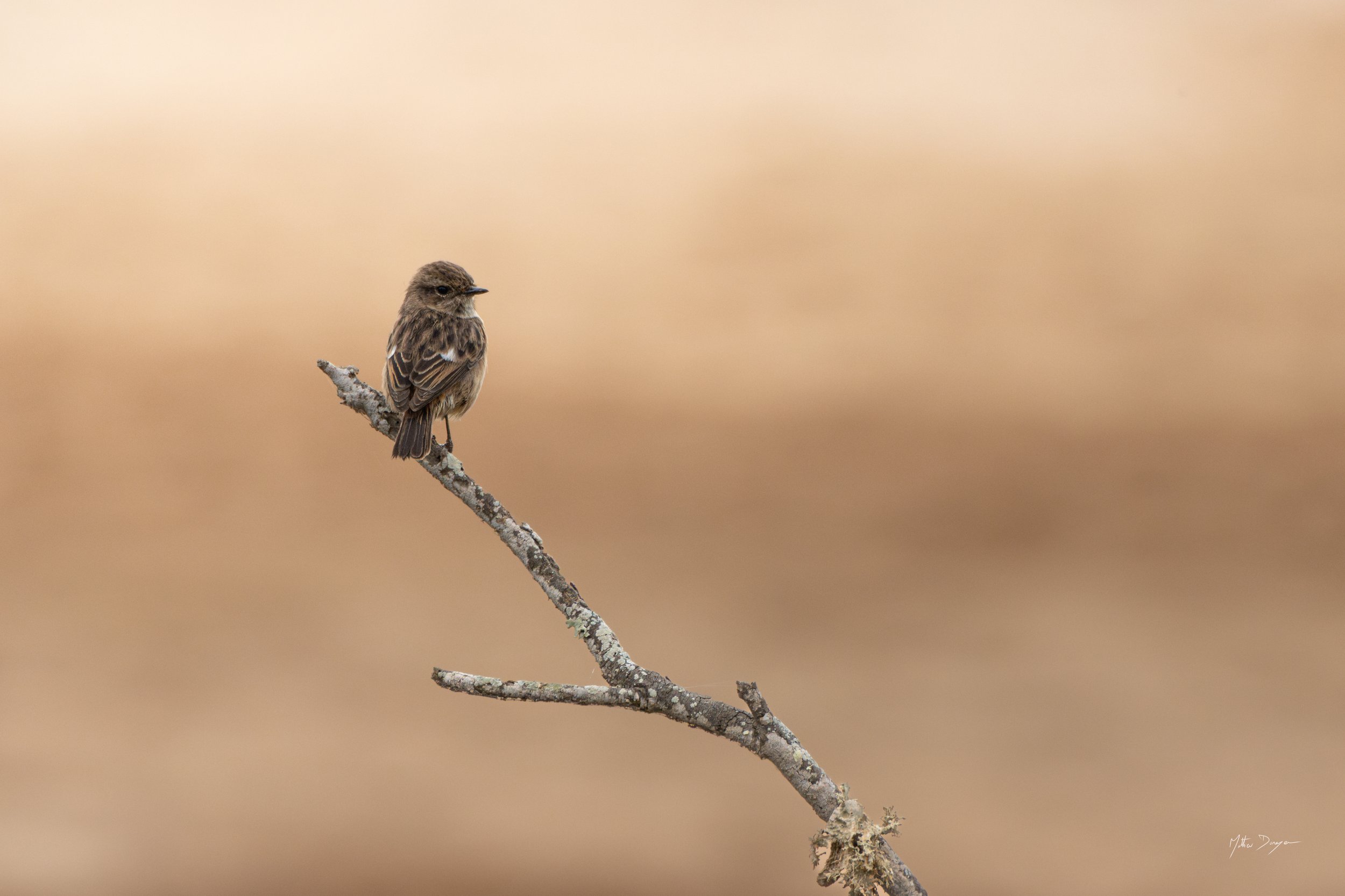 Portrait de tarier pâtre.jpg