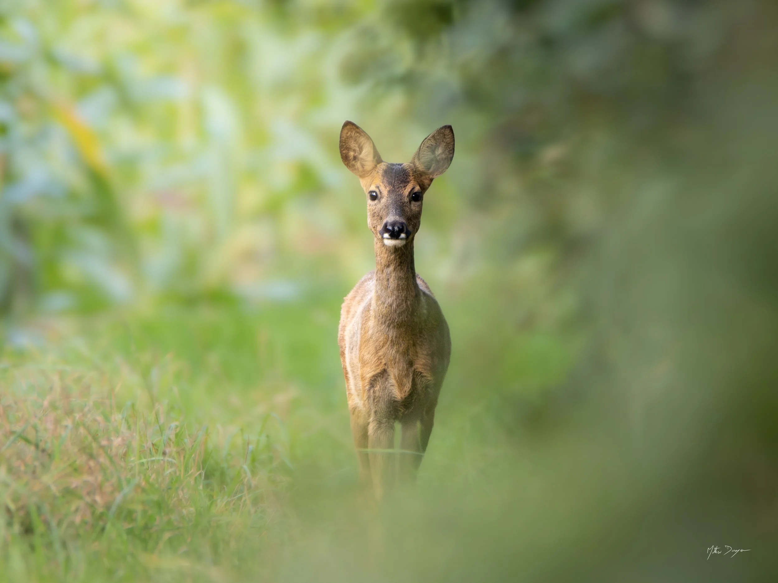 Curieuse chevrette.jpg