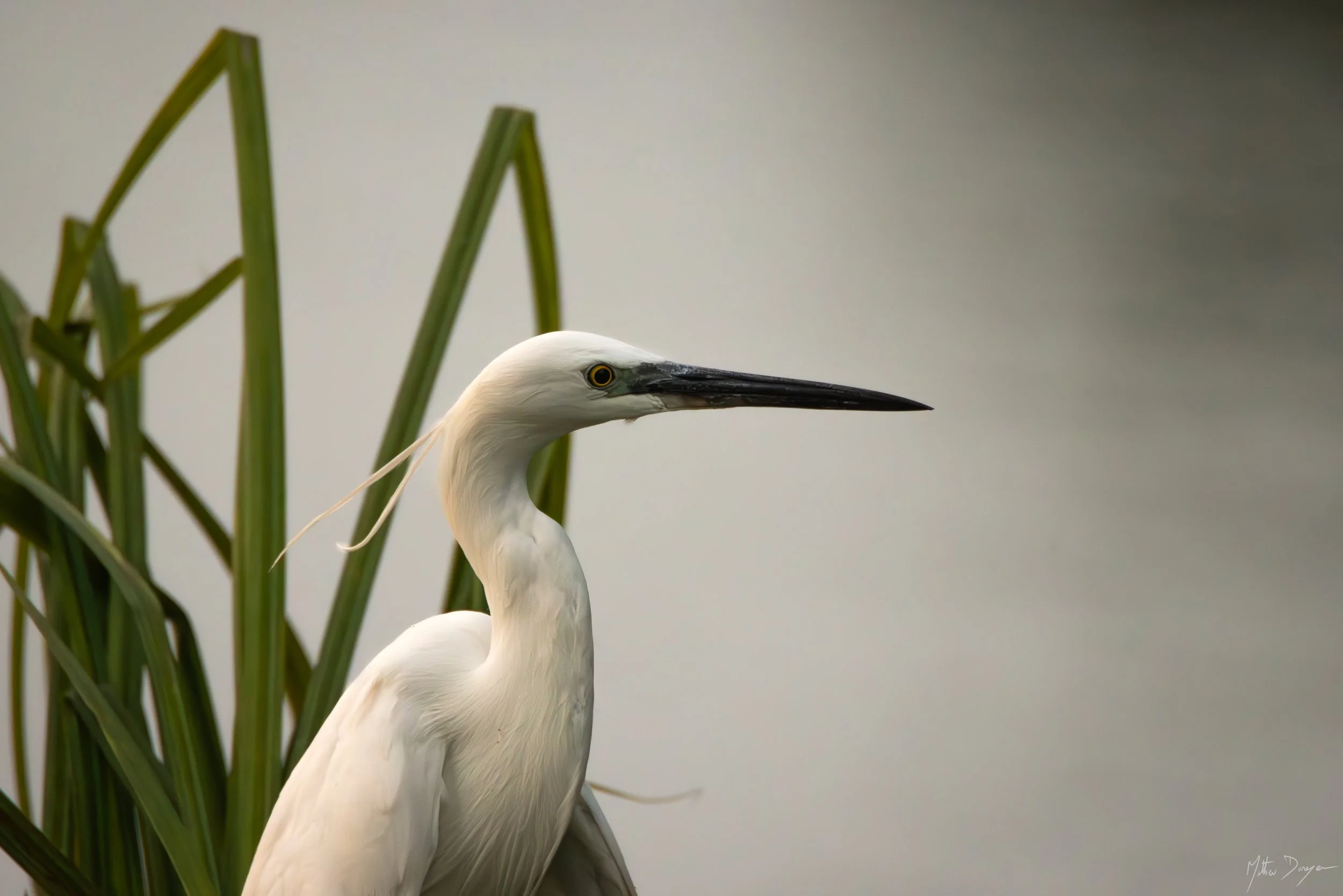 Profil d'une aigrette garzette.jpg