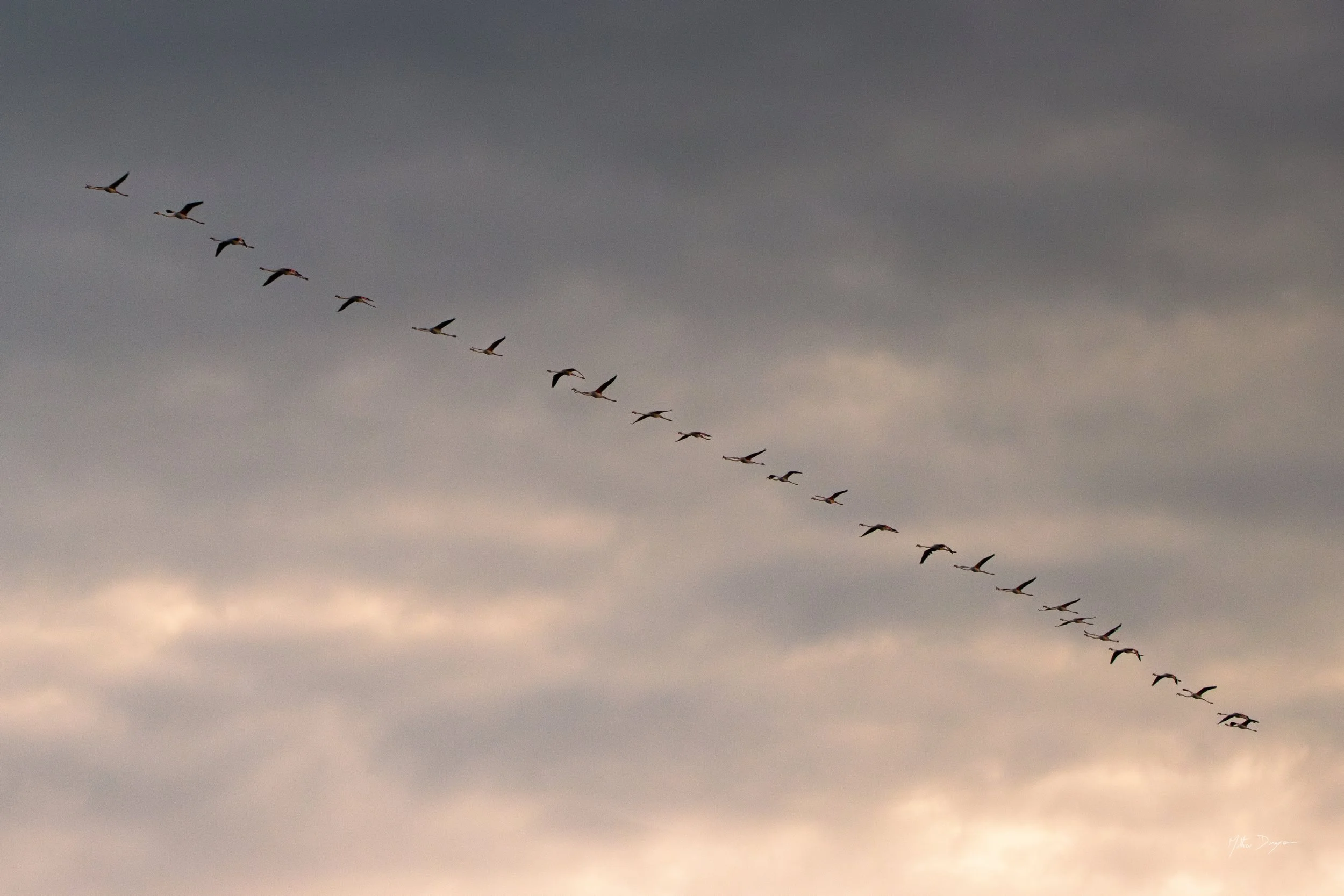 Retour des flamants en fin de journée.jpg