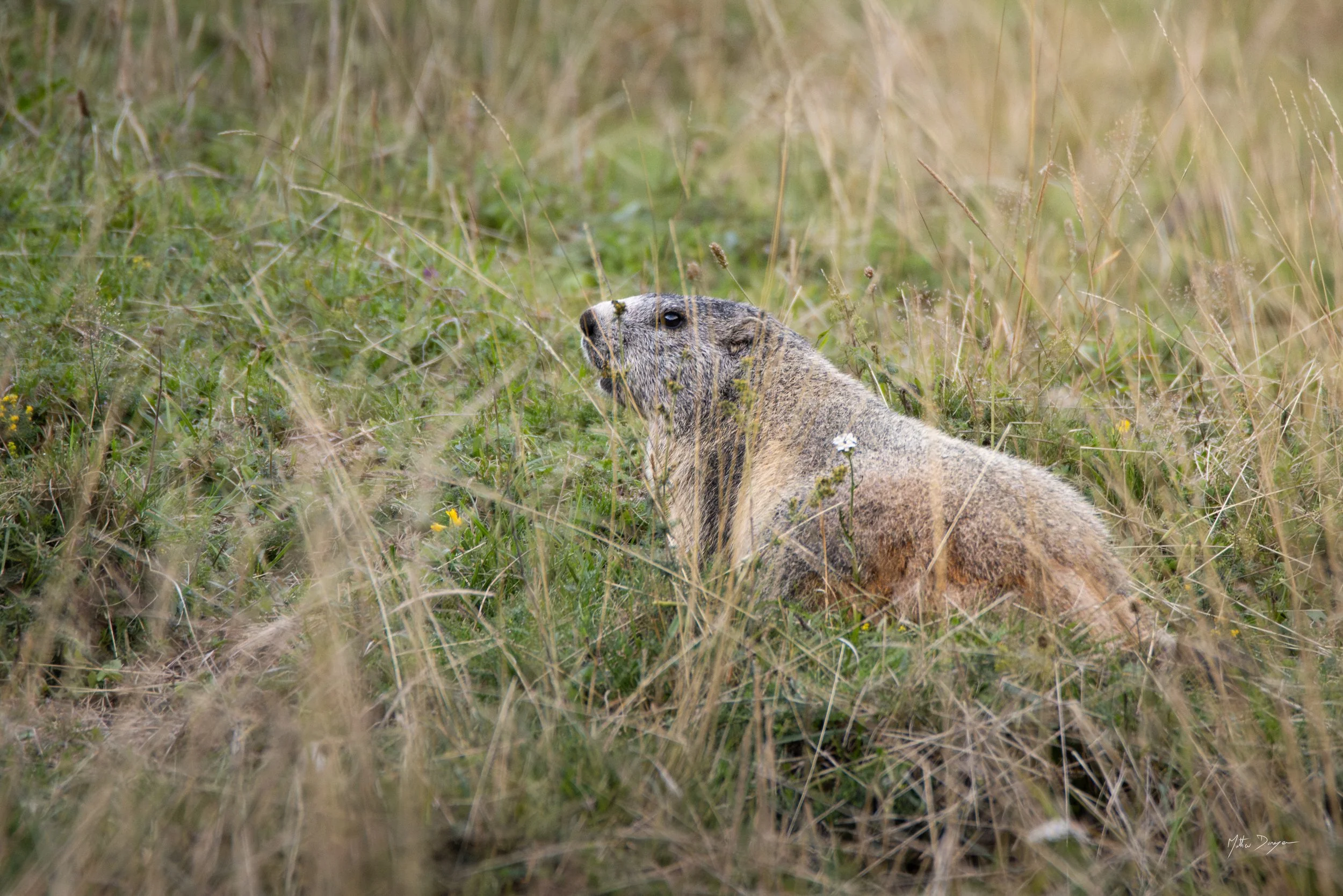 Herbe et marmotte.jpg