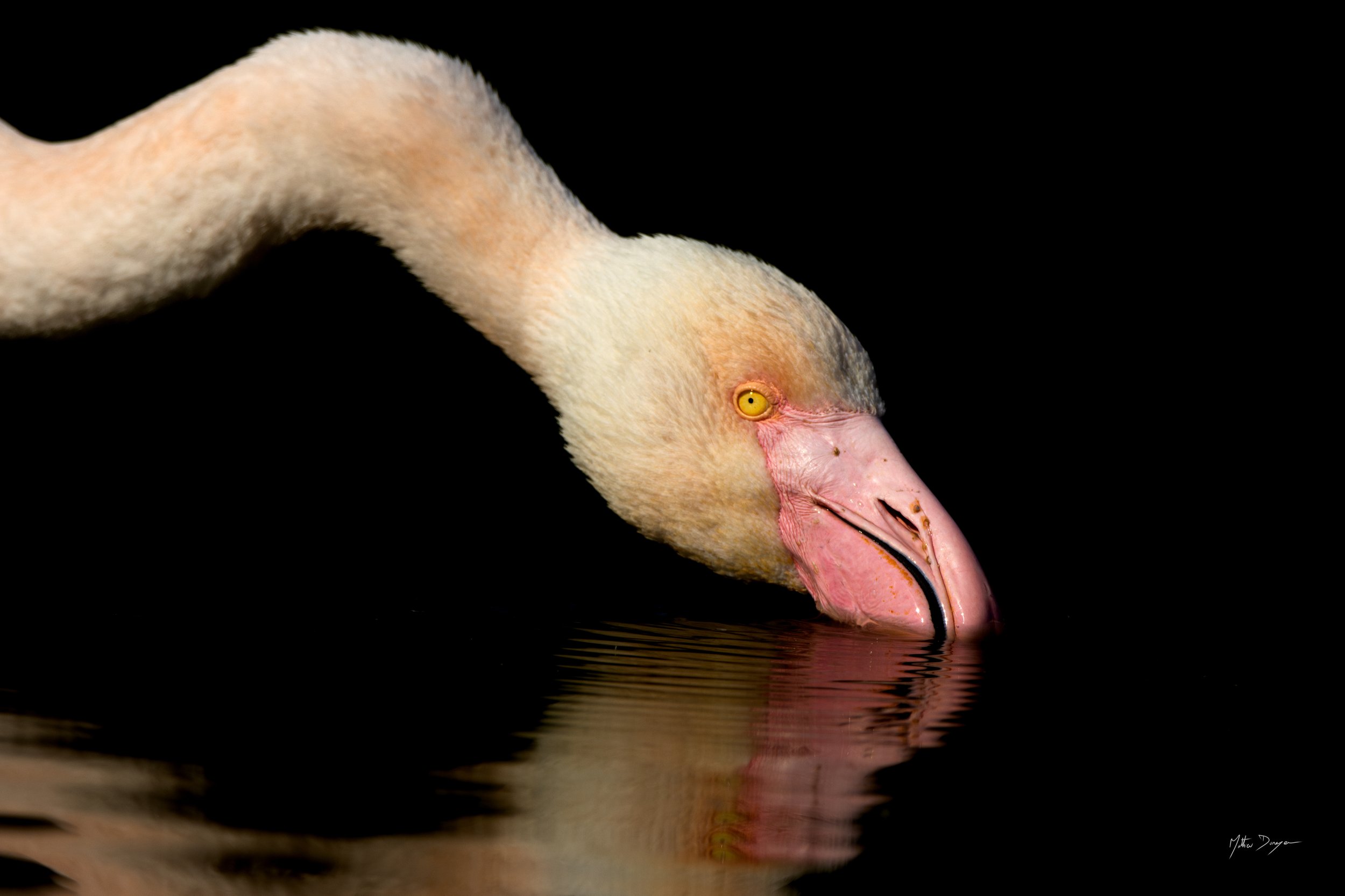 Flamant sur fond noir.jpg