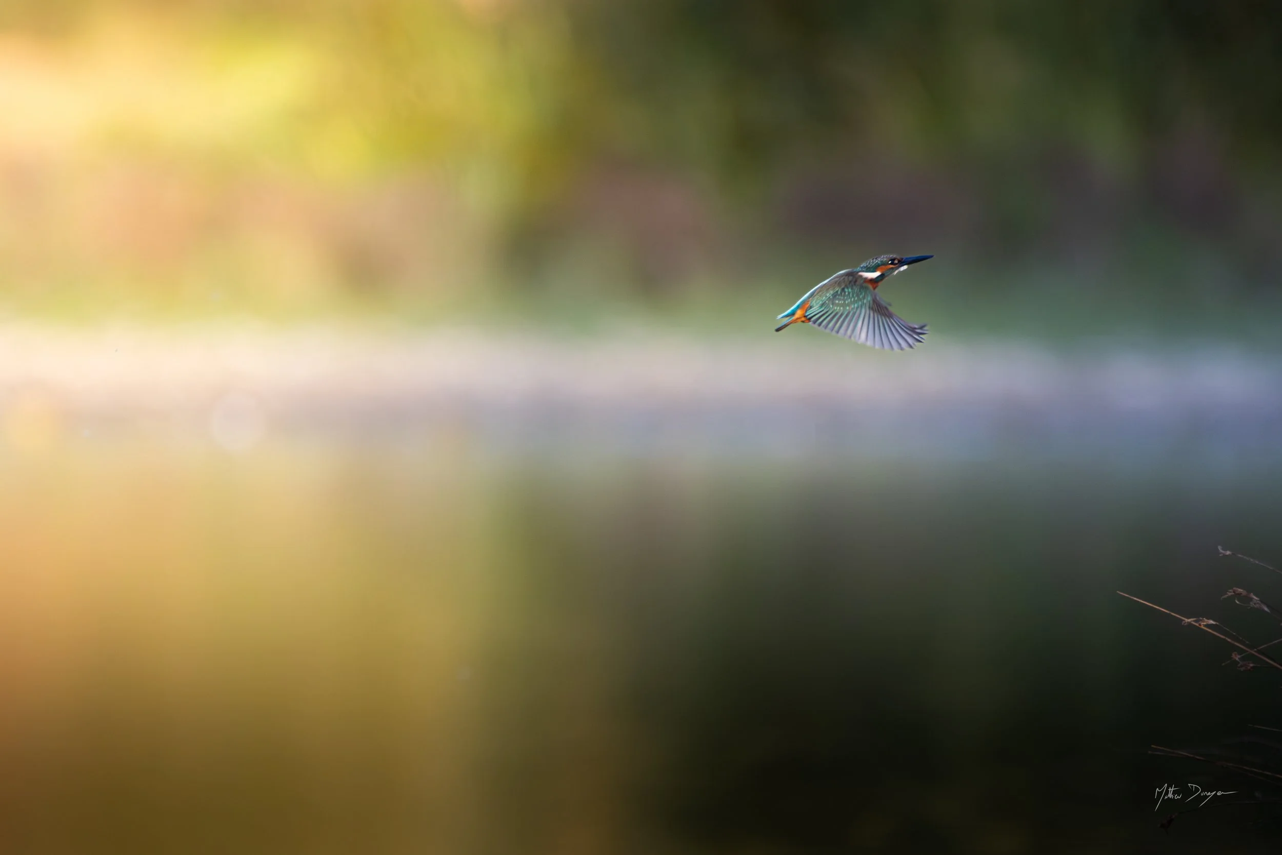 Martin pêcheur dans une belle lumière.jpg