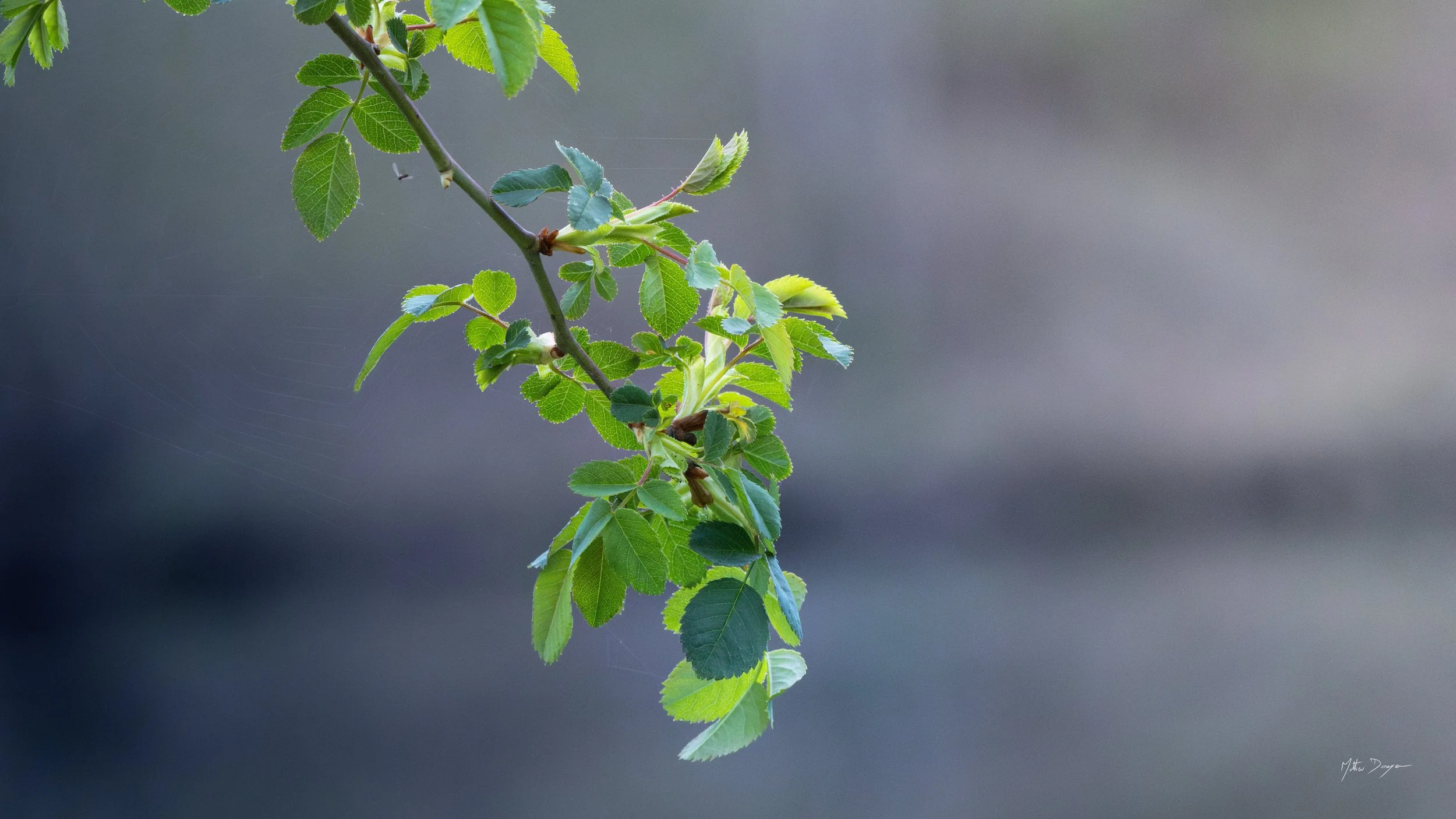 Branche d'églantier.jpg