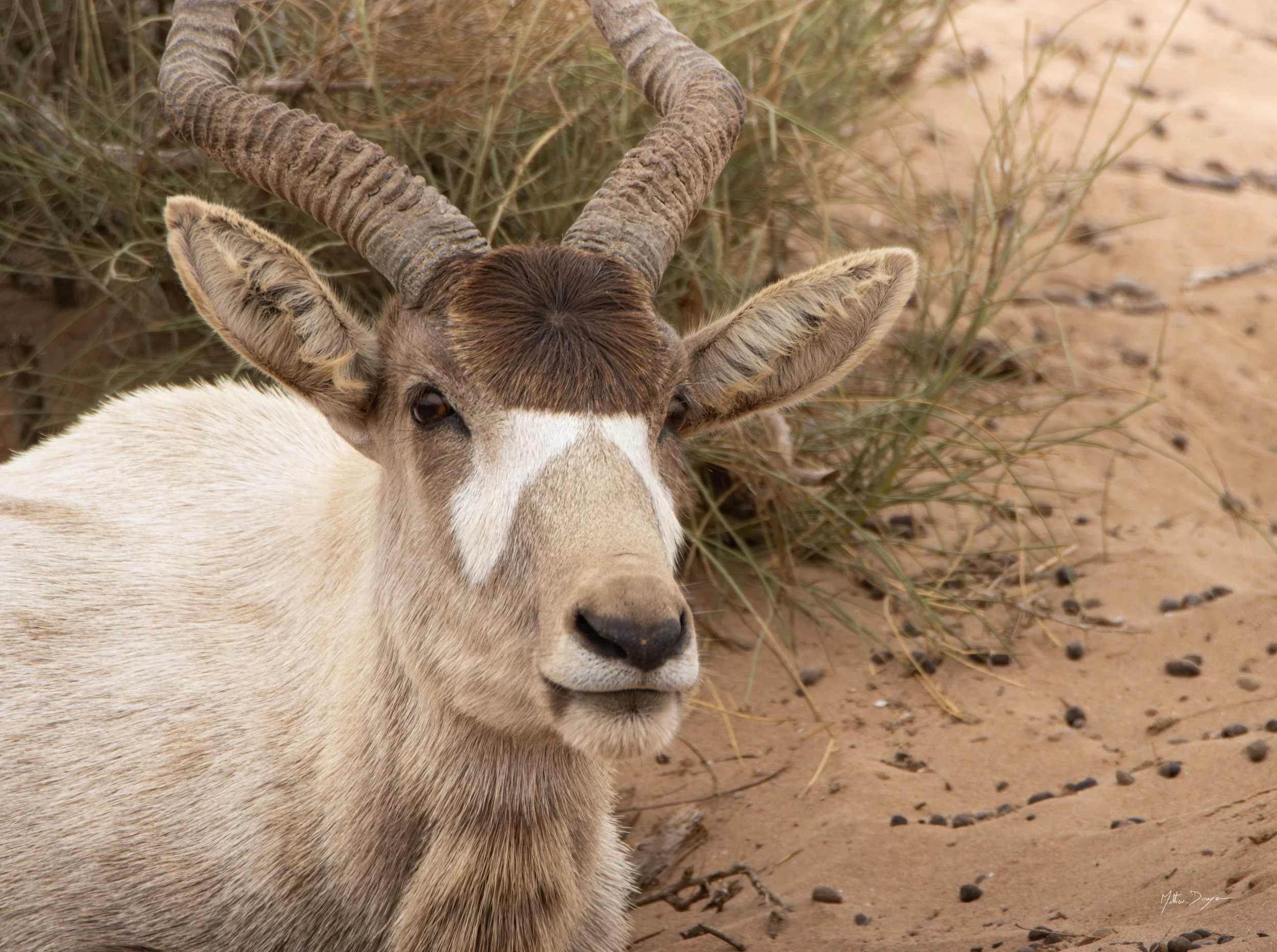 Portrait d'addax.jpg