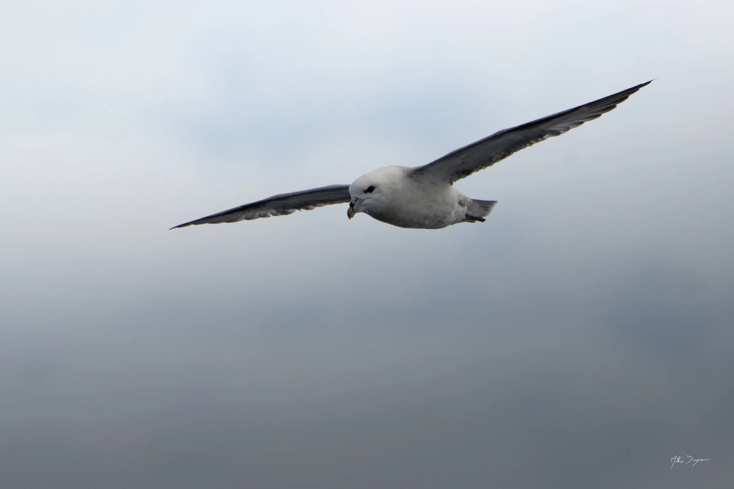 Fulmar boréal et ses ailes droites.jpg