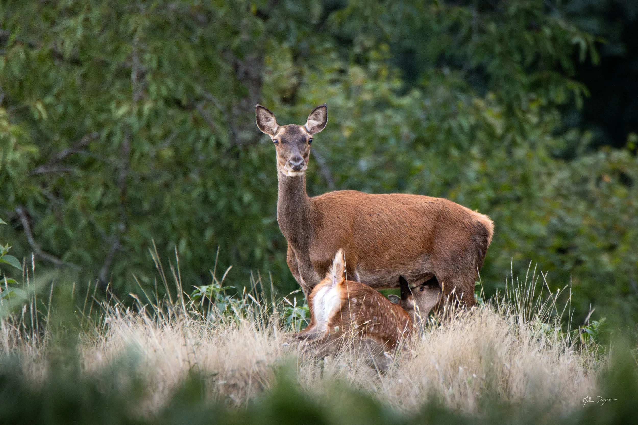 Biche et son faon.jpg