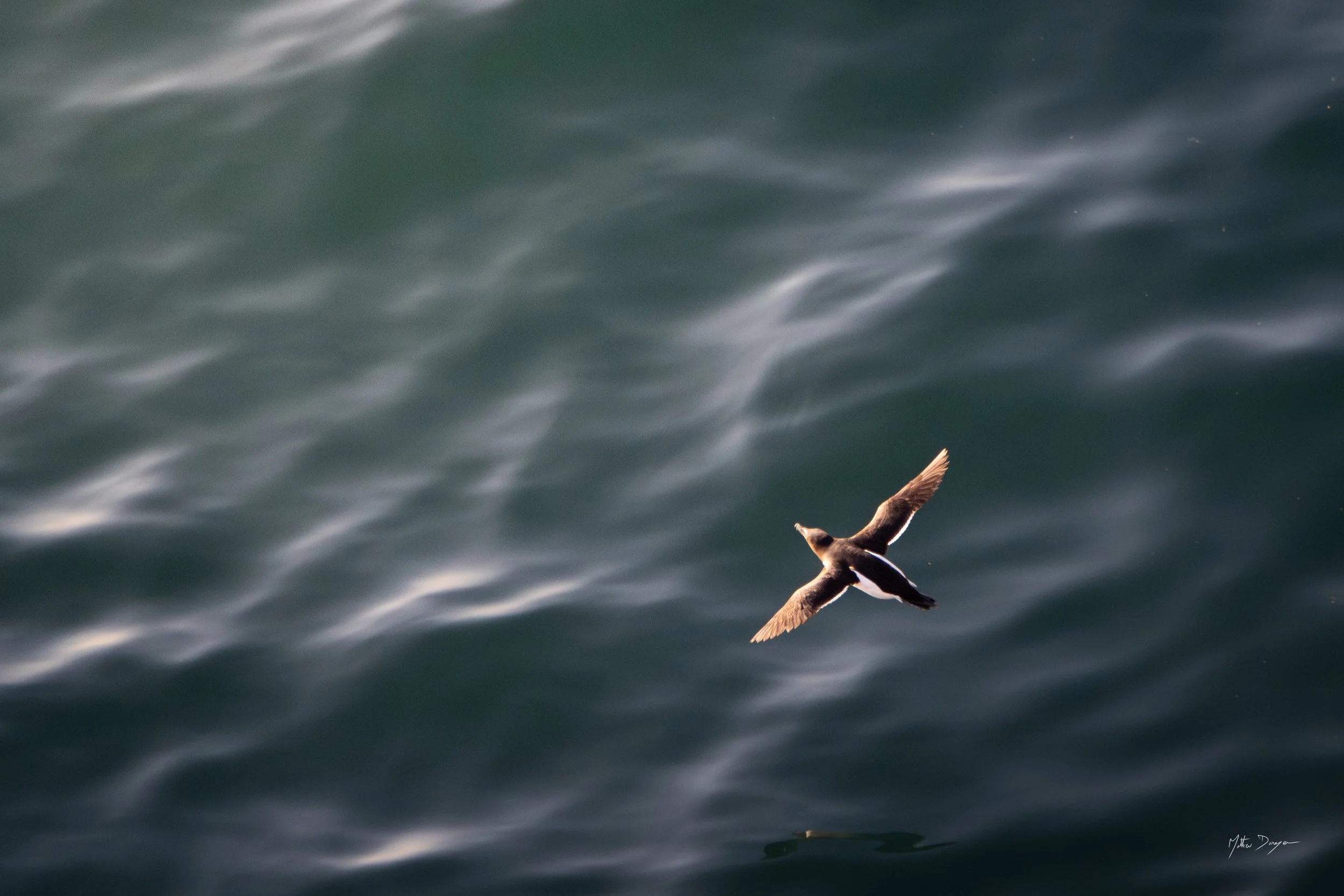 Pingouin partant au large.jpg