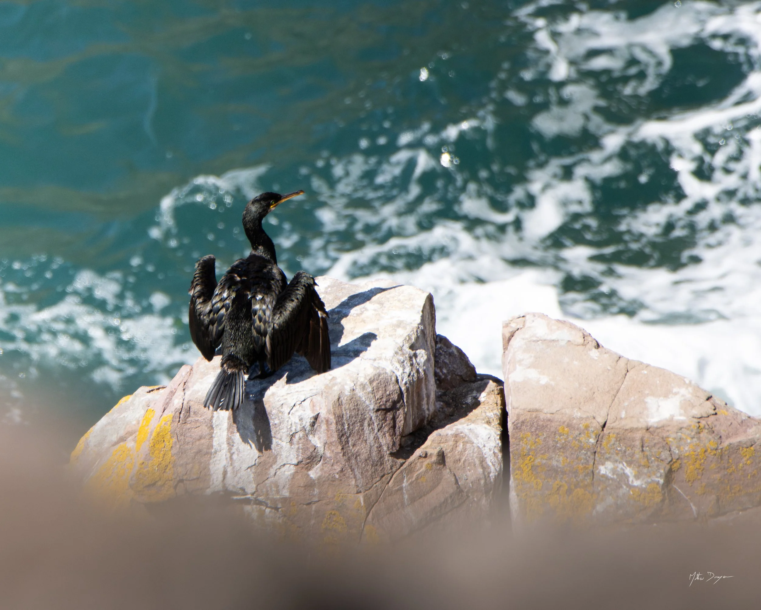 Cormoran huppé sur sa pierre.jpg