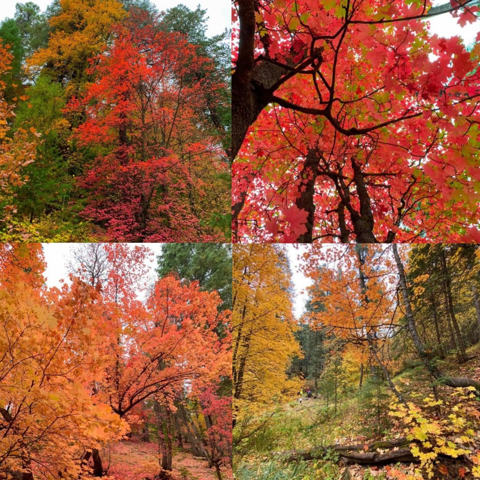 Upcoming: Oct. 24: Autumn Nature Walk