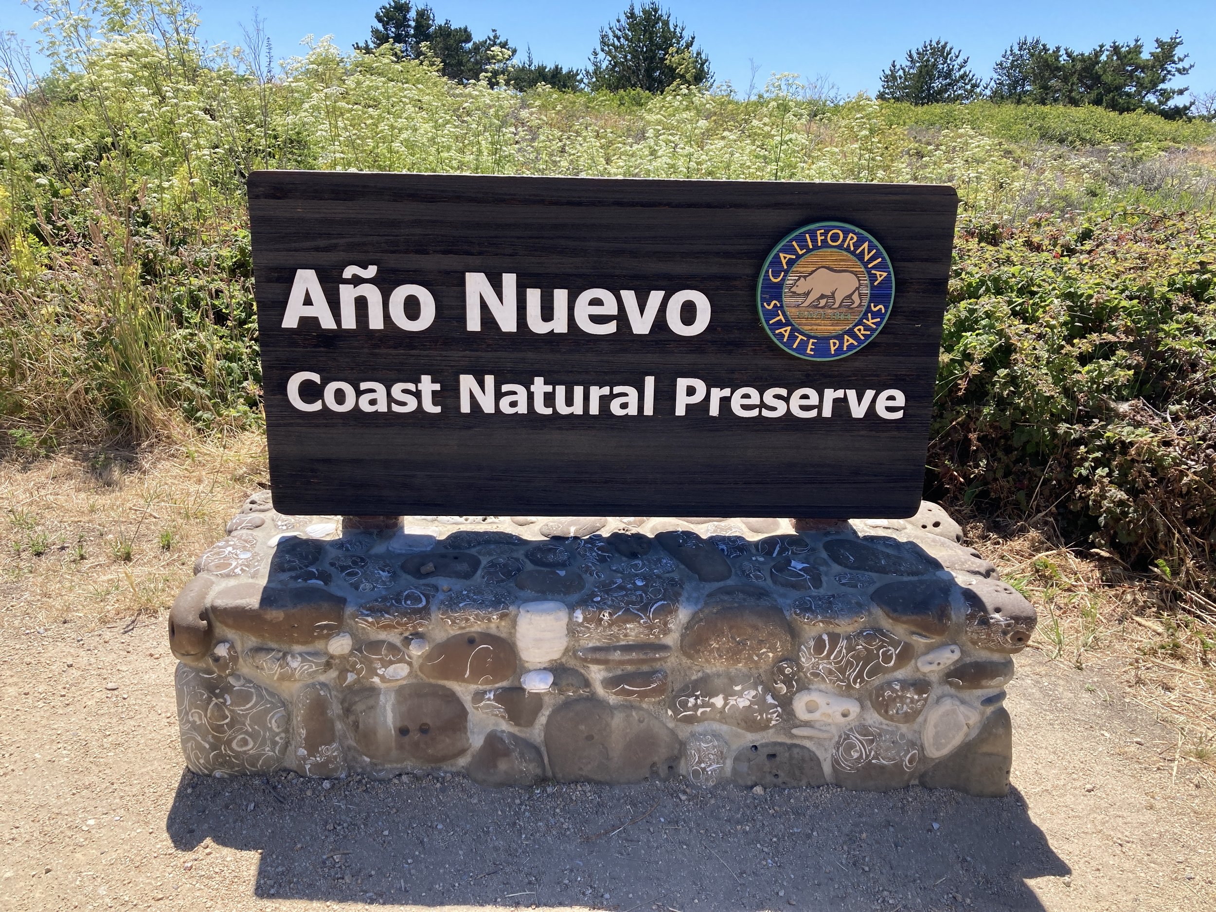 (June 2024) Ano Nuevo Coast Preserve's Elephant Seals