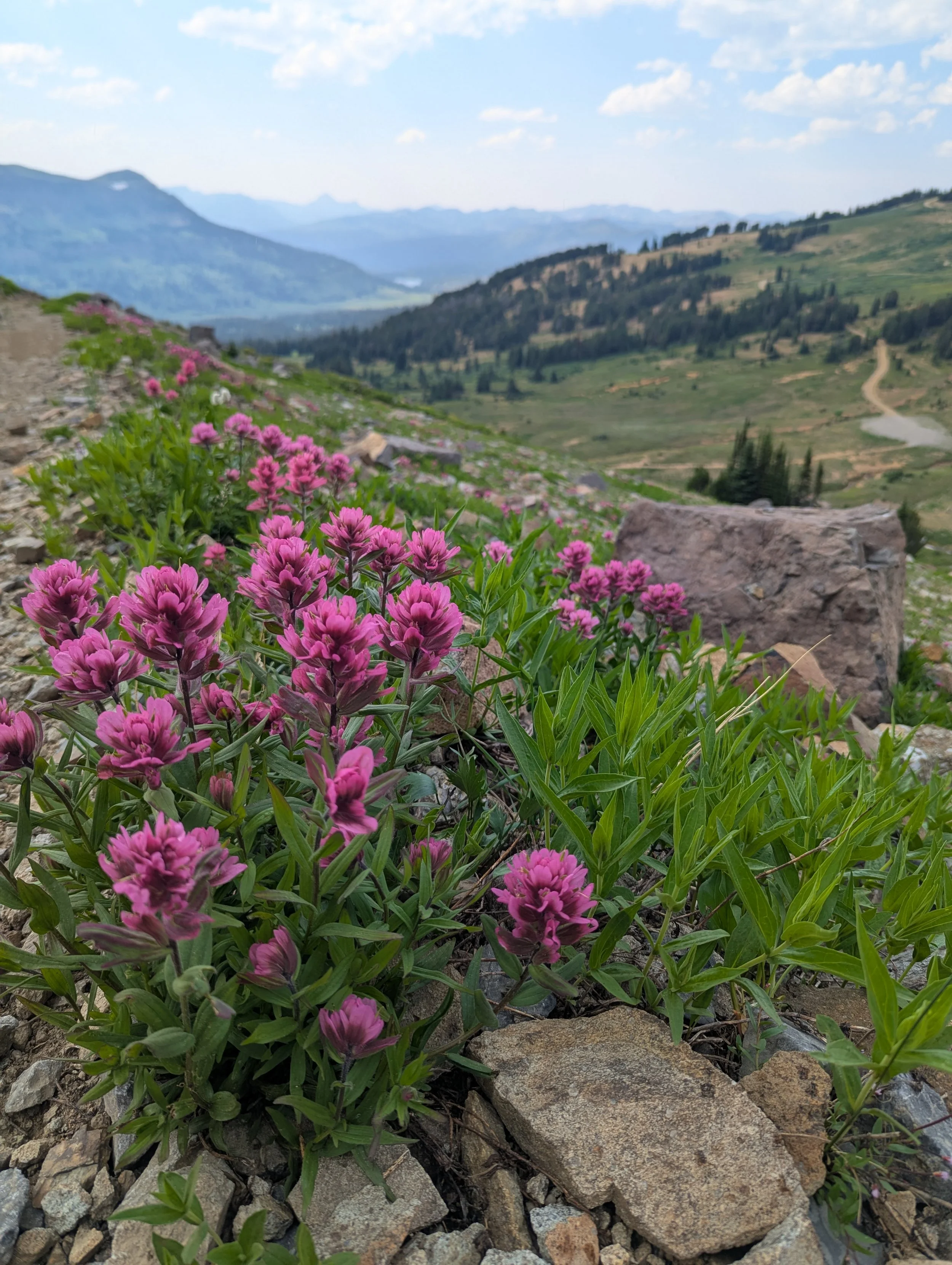 Upper Stillwater 2026 Blooms KK.jpg