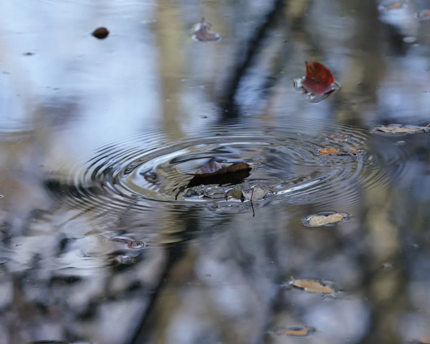 Whether the leaf has turned or fallen, it creates ripples that resonate with those around us, inspiring growth and new beginnings. Here's to a year of connection and renewal! 

#leafphotography #waterripples #resonate #newbeauty #2025goals