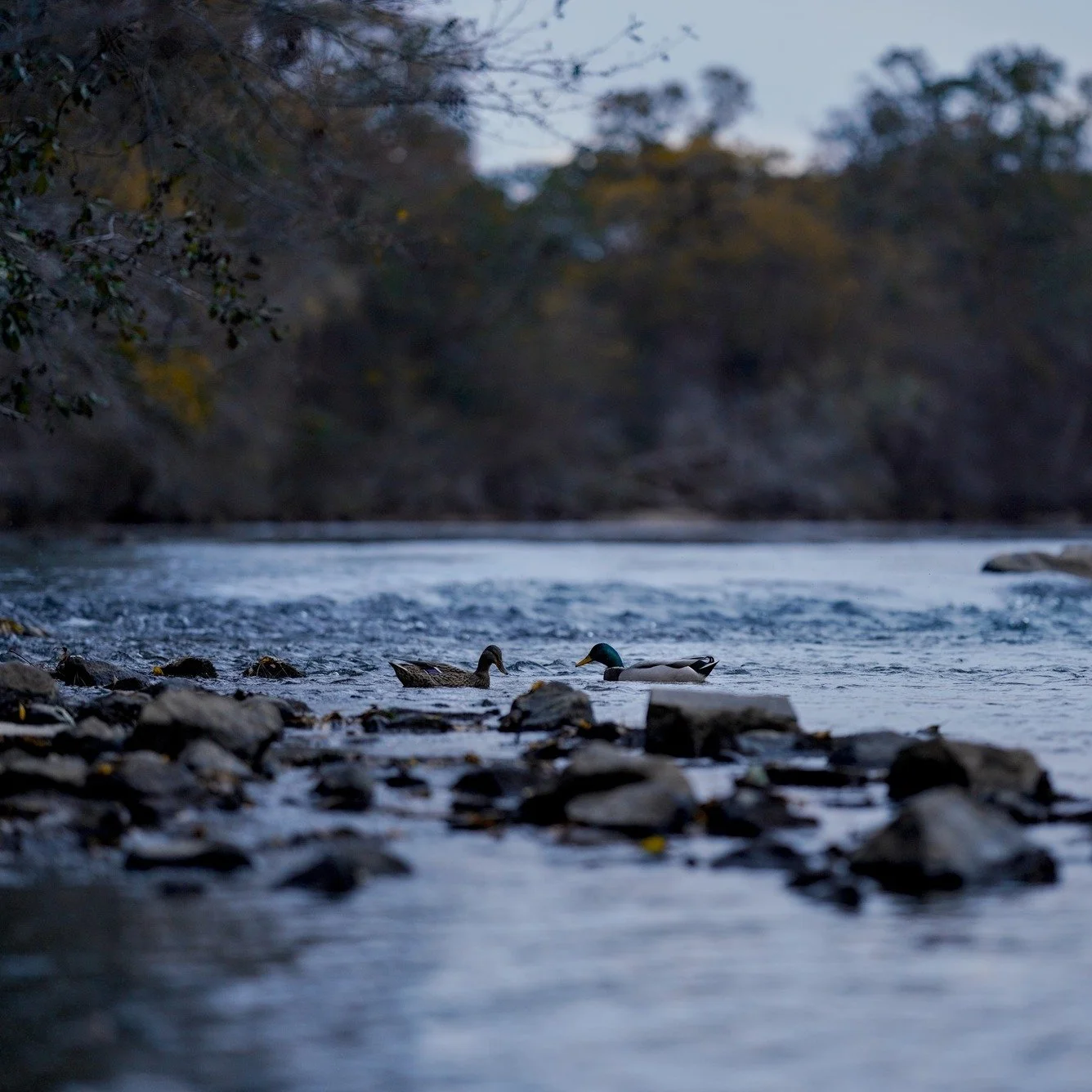 The random urge to travel often leads to rewarding experiences

 #wildlifephotography #chattahoocheeriver #atlantaga #eveningslikethese #mallards