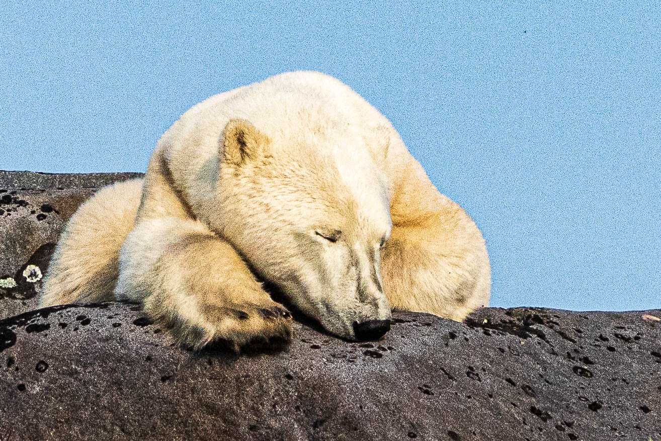 20230815-_DSC1449-Sleeping polar bear on rock.jpg
