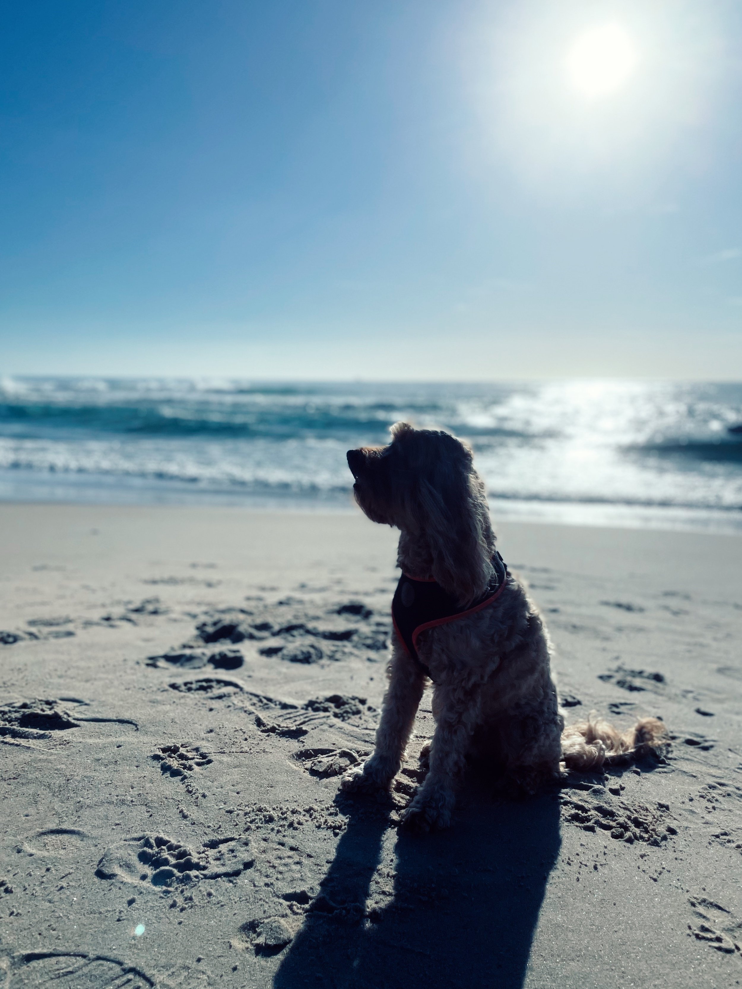 SherlockBeach.jpg