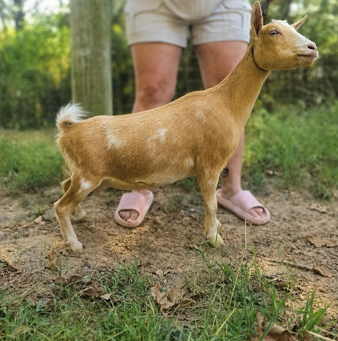 Penny