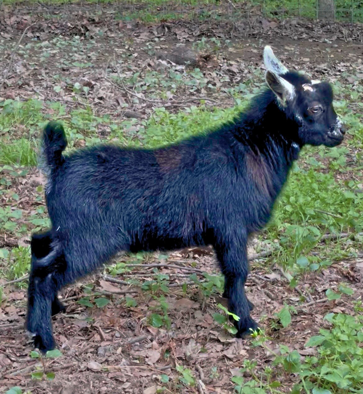 Sunny+Bear Powell's Barnyard Blackbeard 2026