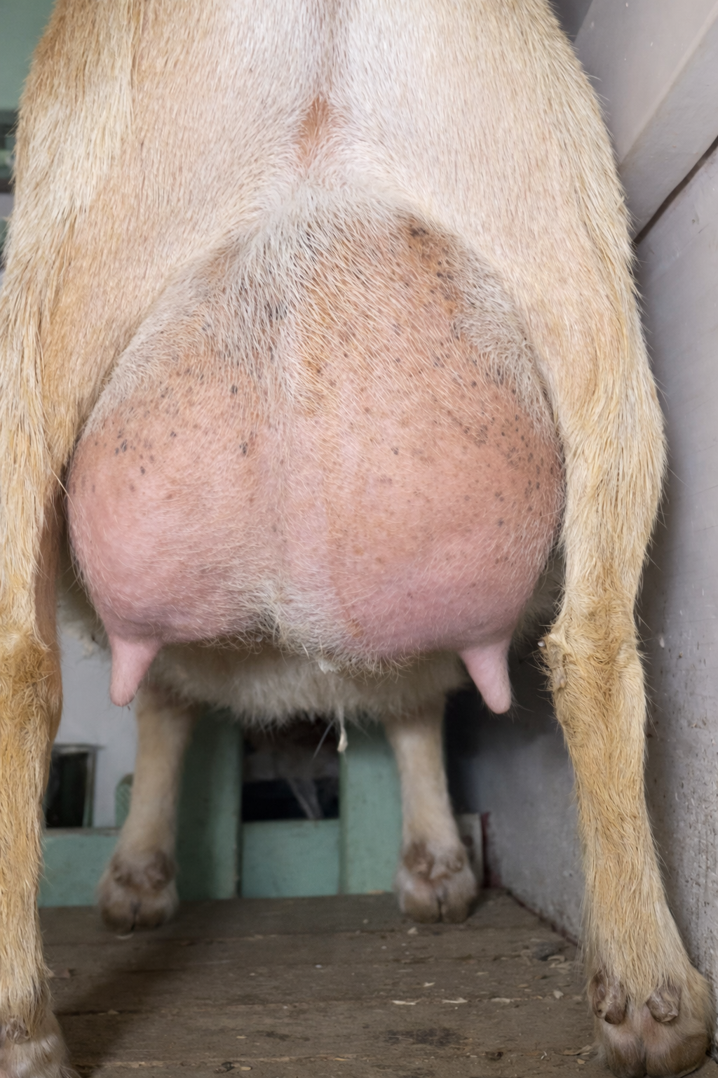 second freshen udder