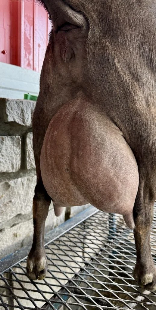 Dam's udder *Curtesy of Stratton Creek*