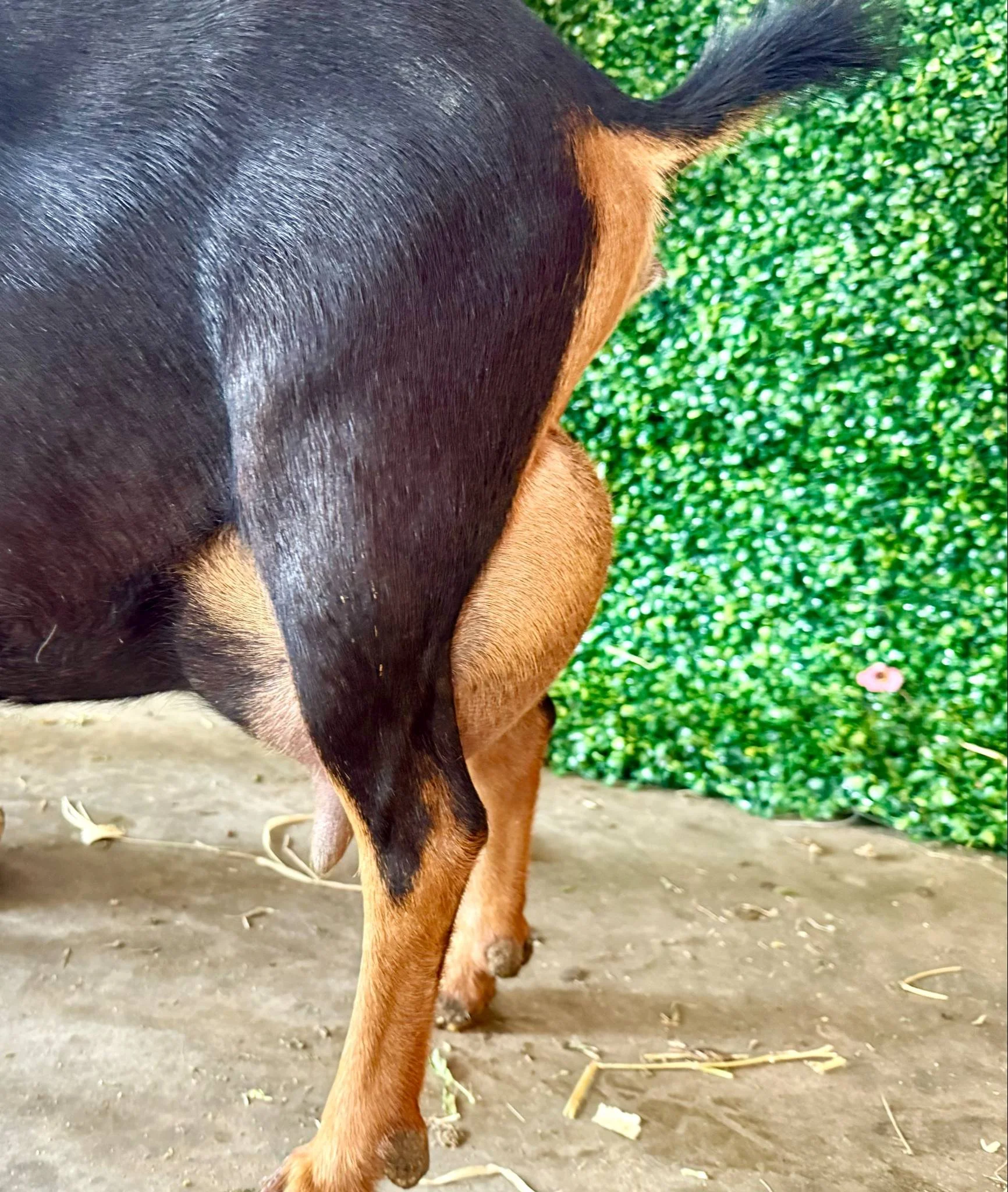 Dam's Udder *Curtesy of Stratton Creek*