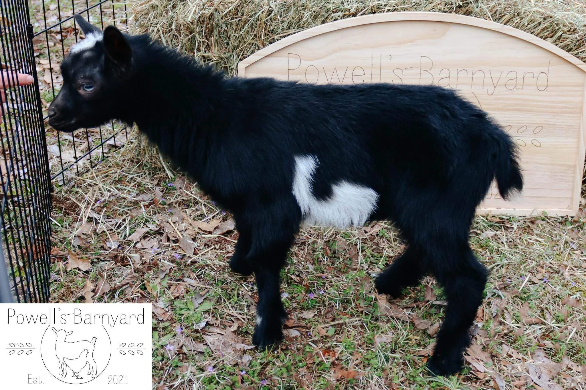 Powell's Barnyard Archie *Minnie x Rocky* 2023