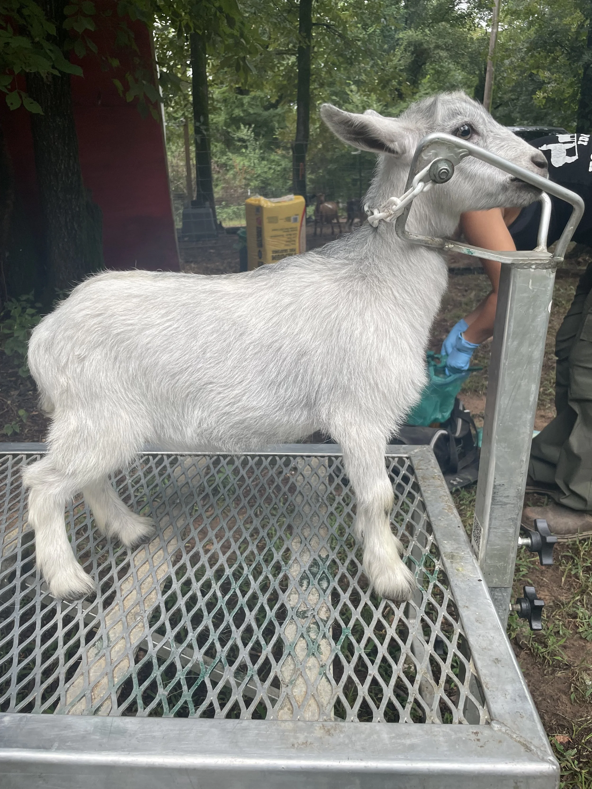 Powell's Barnyard Luna's Magic *Elara x Agapes Prize Dirty Magic* 2025