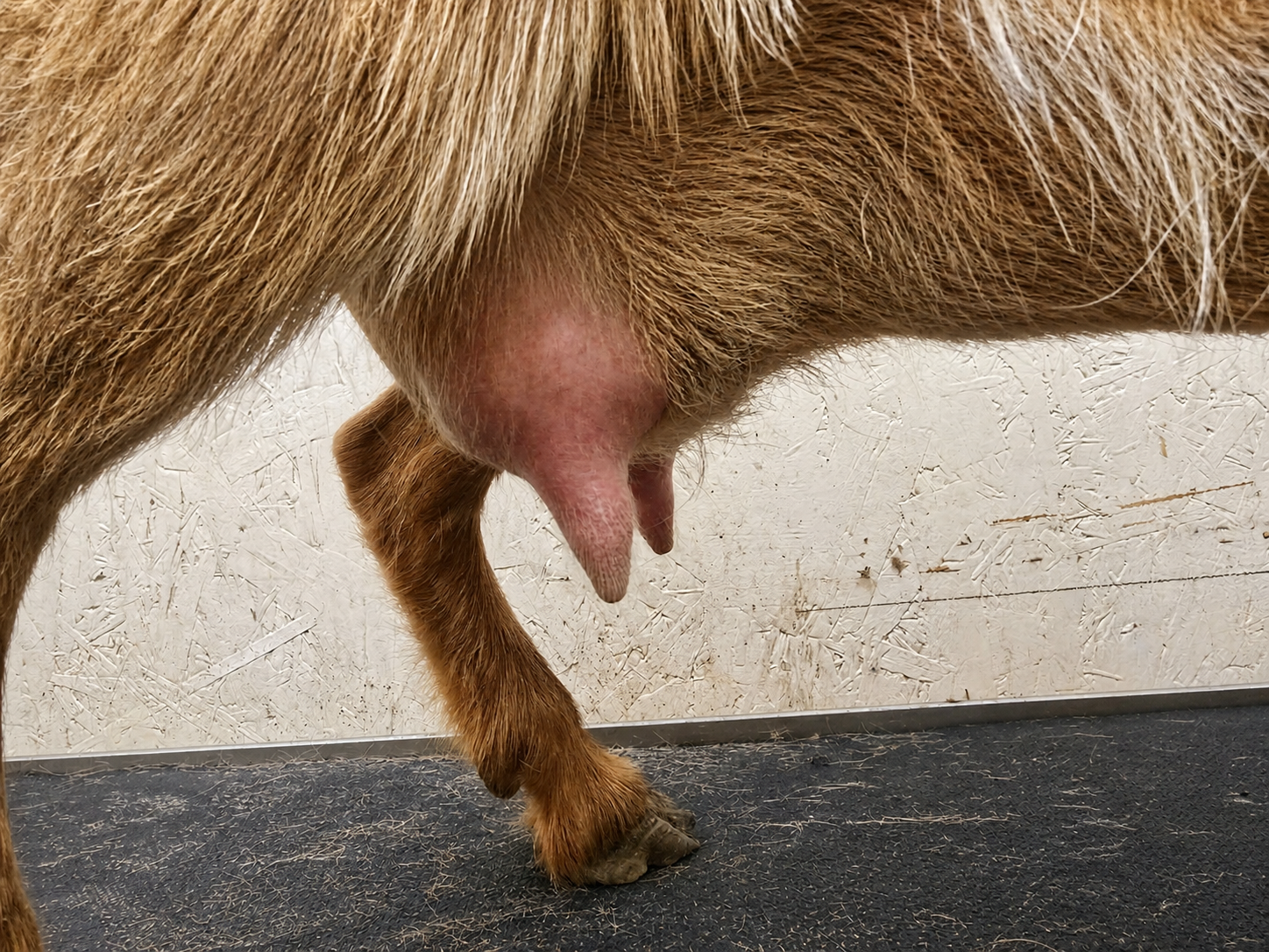 Dams FF Udder *Curtesy Starlight Acres Farm*