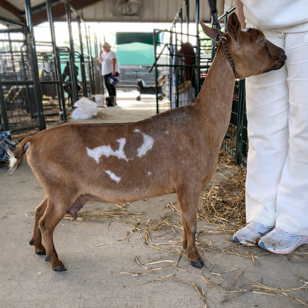 ChatGPT Image Apr 18, 2026, 09_36_48 PM.png