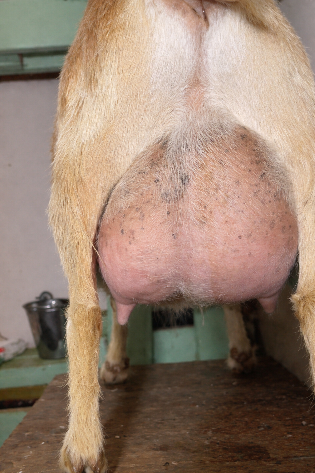 second freshen udder