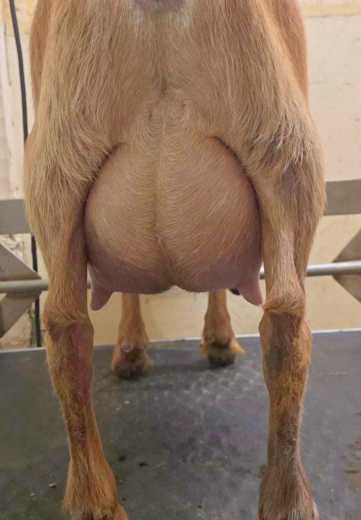 Dam  FF *Curtesy to Starlight Acres Farm*