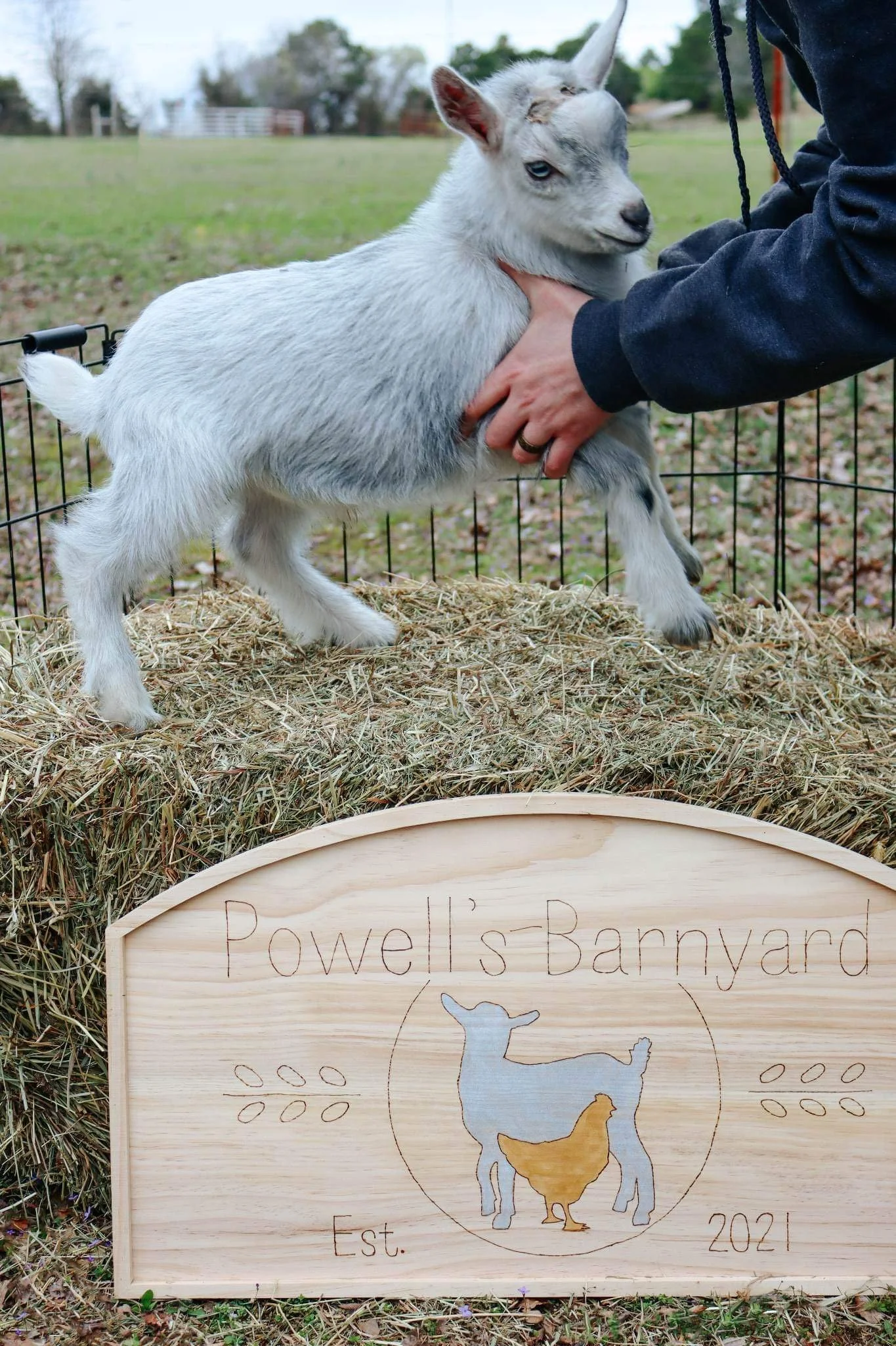 Powell's Barnyard Lucas *Minnie x Rocky* 2023