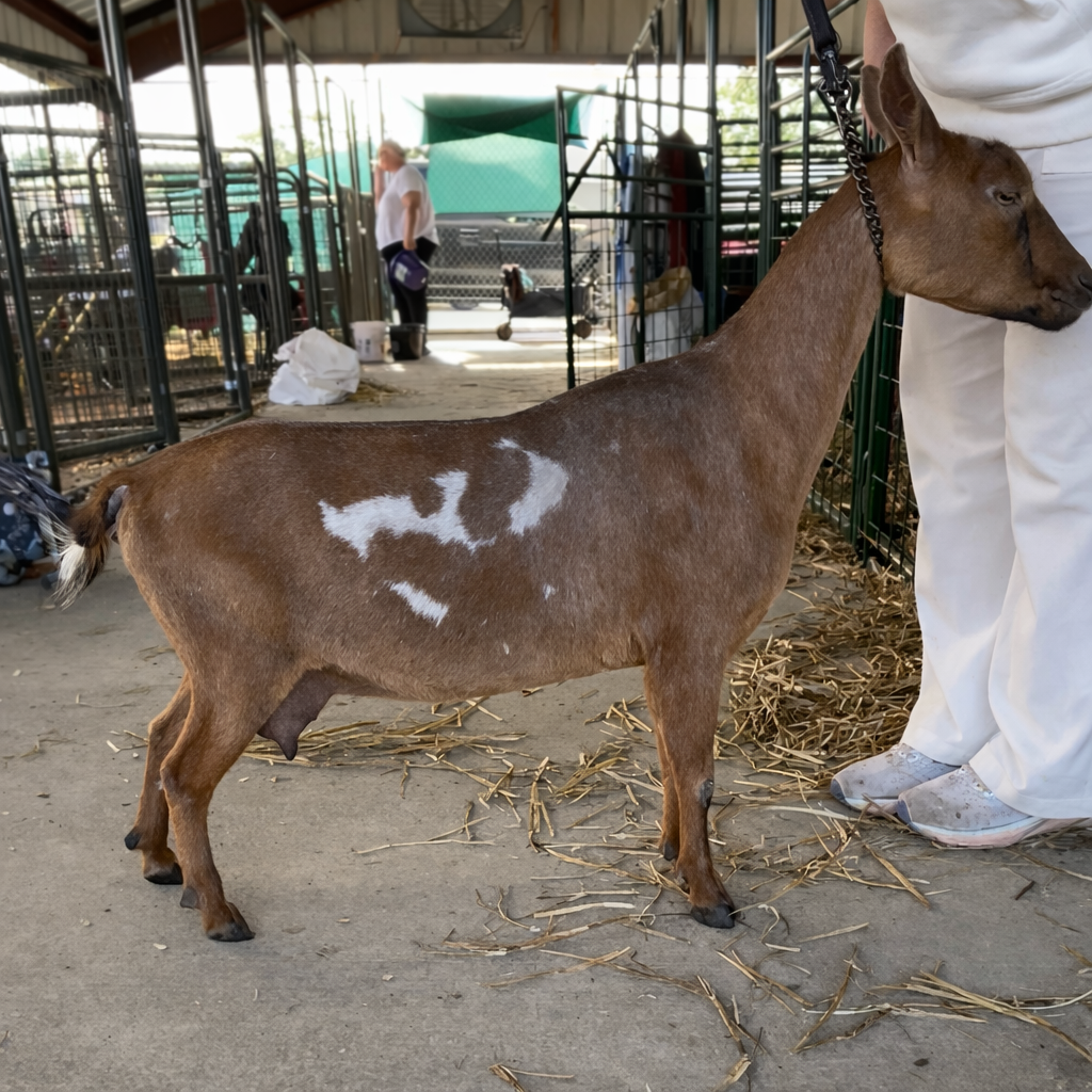 Matilda 3*M (Pending)