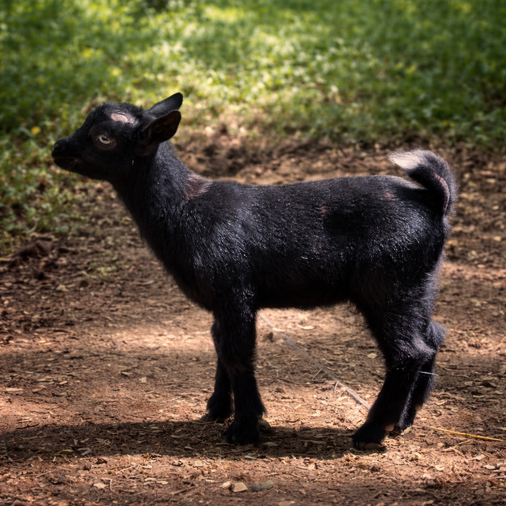 Minnie+Tranquillo Powell's Barnyard Cinder2026