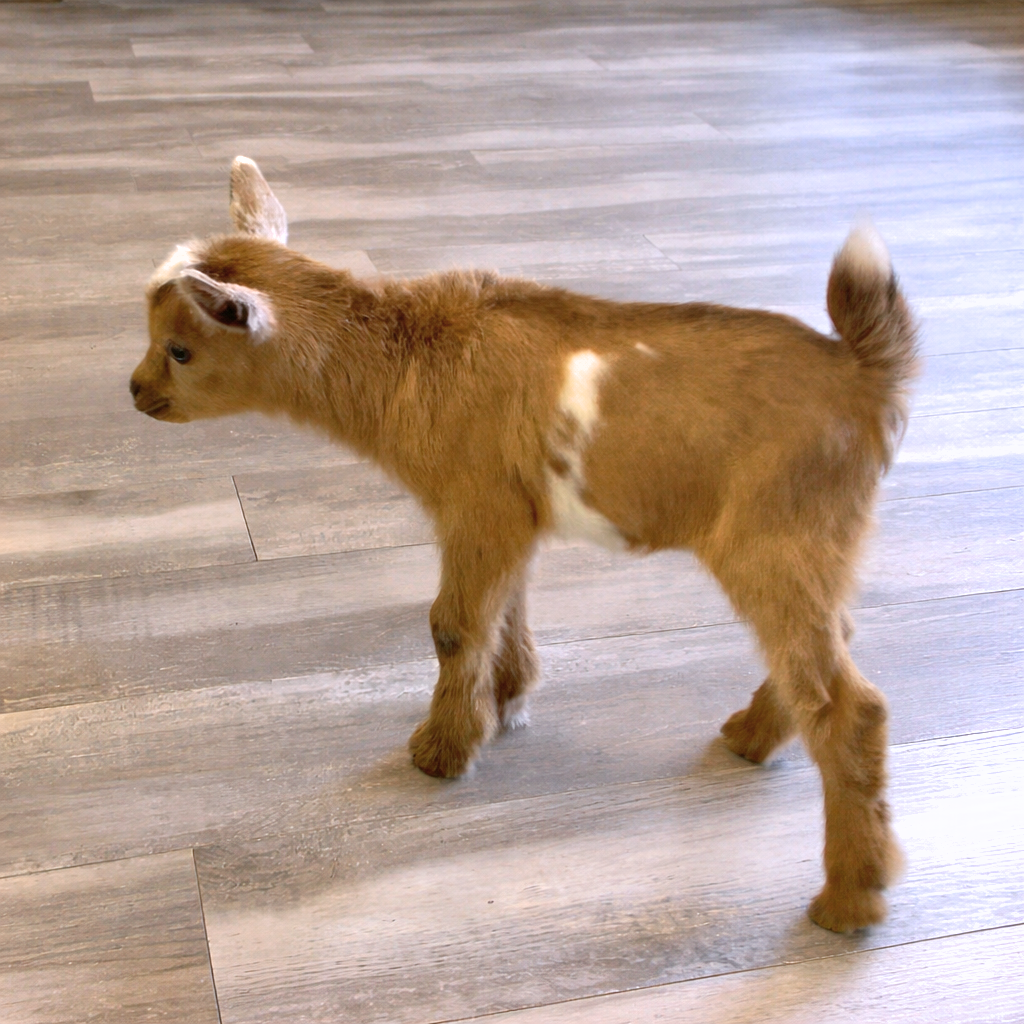 Powell's Barnyard Fireball *Matilda + Flying Fleets Pillowtalk* 2026