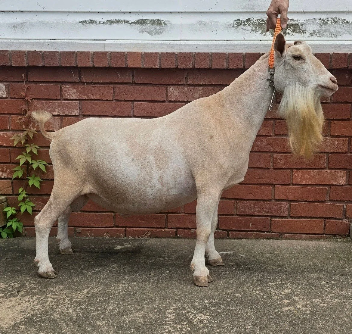 Sire 2026 (Curtesy of Starlight Acres)