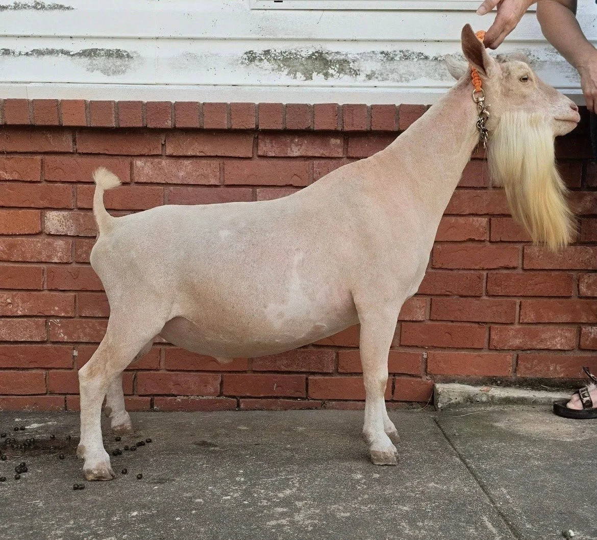 Sire 2026 (Curtesy of Starlight Acres)